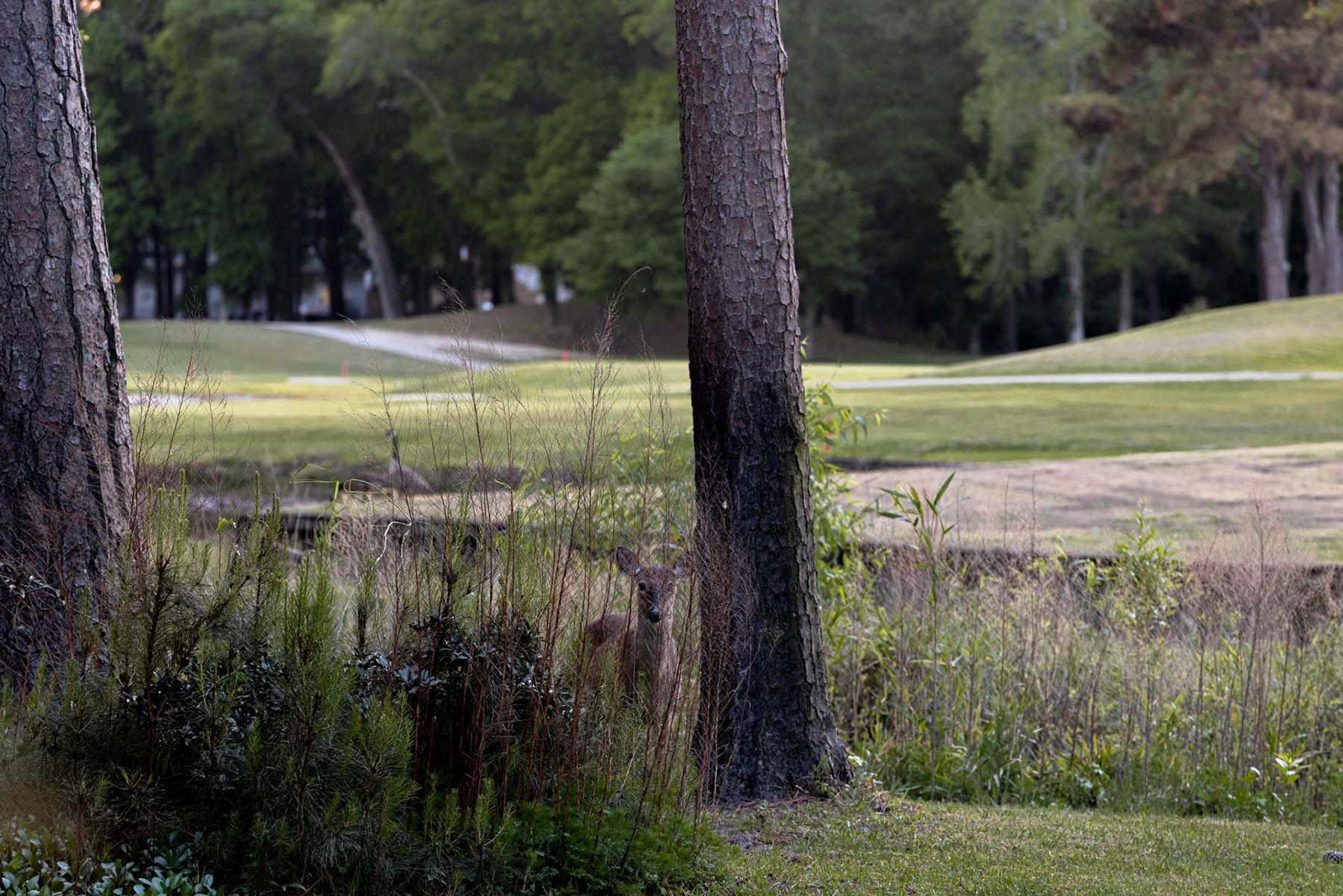  149 Duck Woods Drive, Southern Shores, NC 27949 - 物件實景