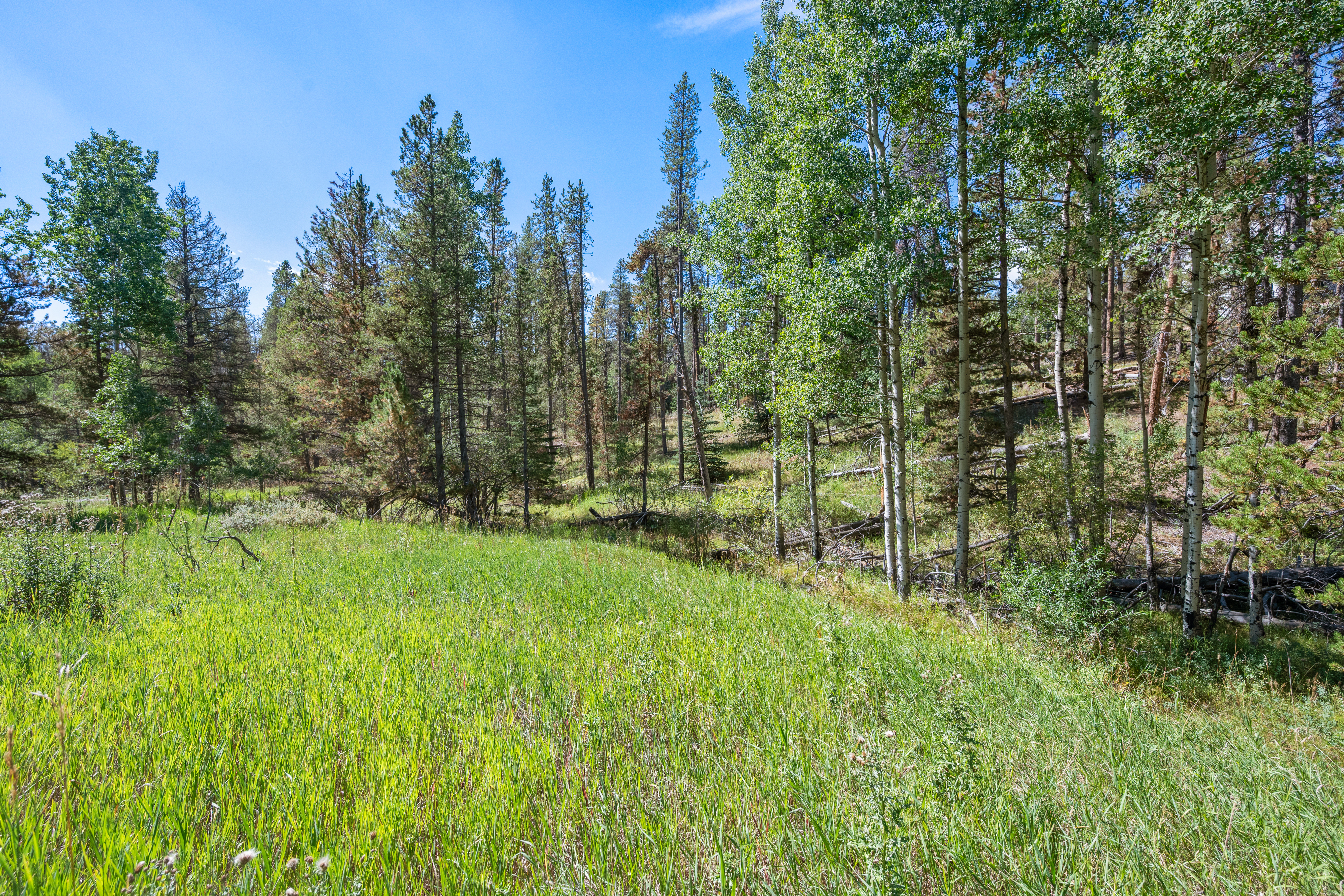  Secluded Conifer Mountain Lot Nestled in Trees with Stream & Wildlife - 物件實景