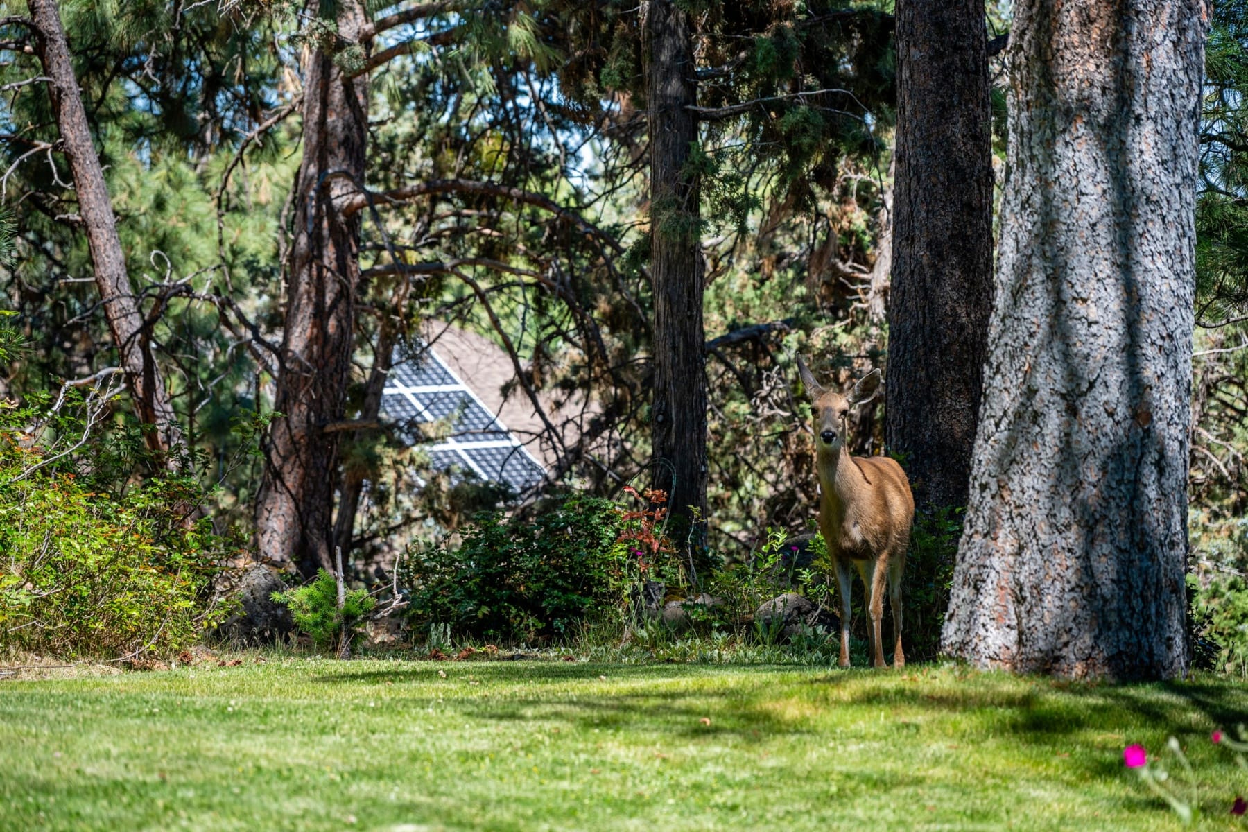  2258 NW 6th Street Bend, OR 97703 - 物件實景
