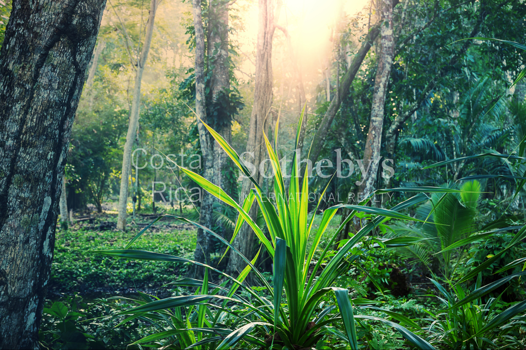  300ha Conservation of Tropical Rainforest - 物件實景