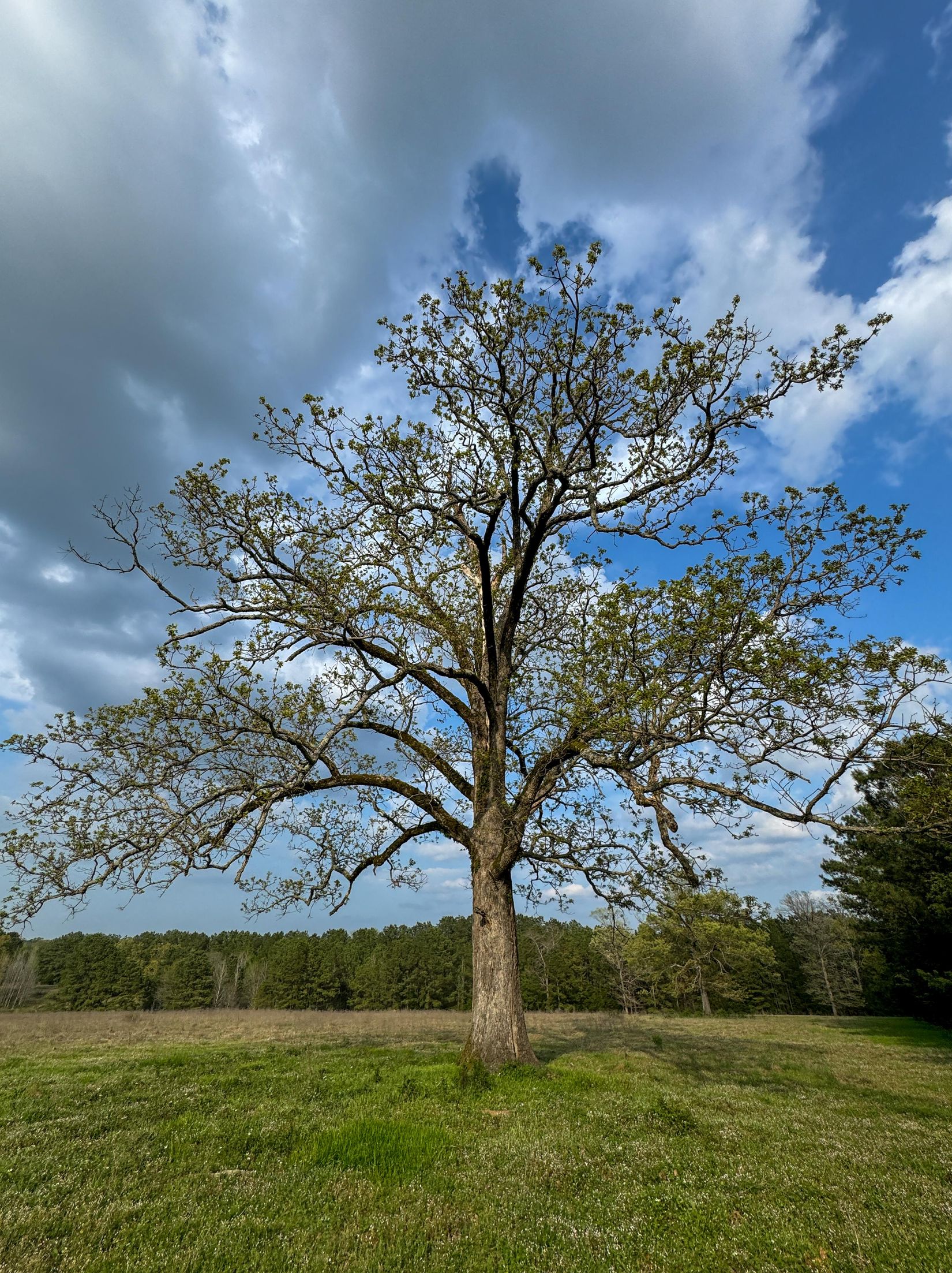 Bivins, Texas, 75555, United States, ,Residential,For Sale,1755933