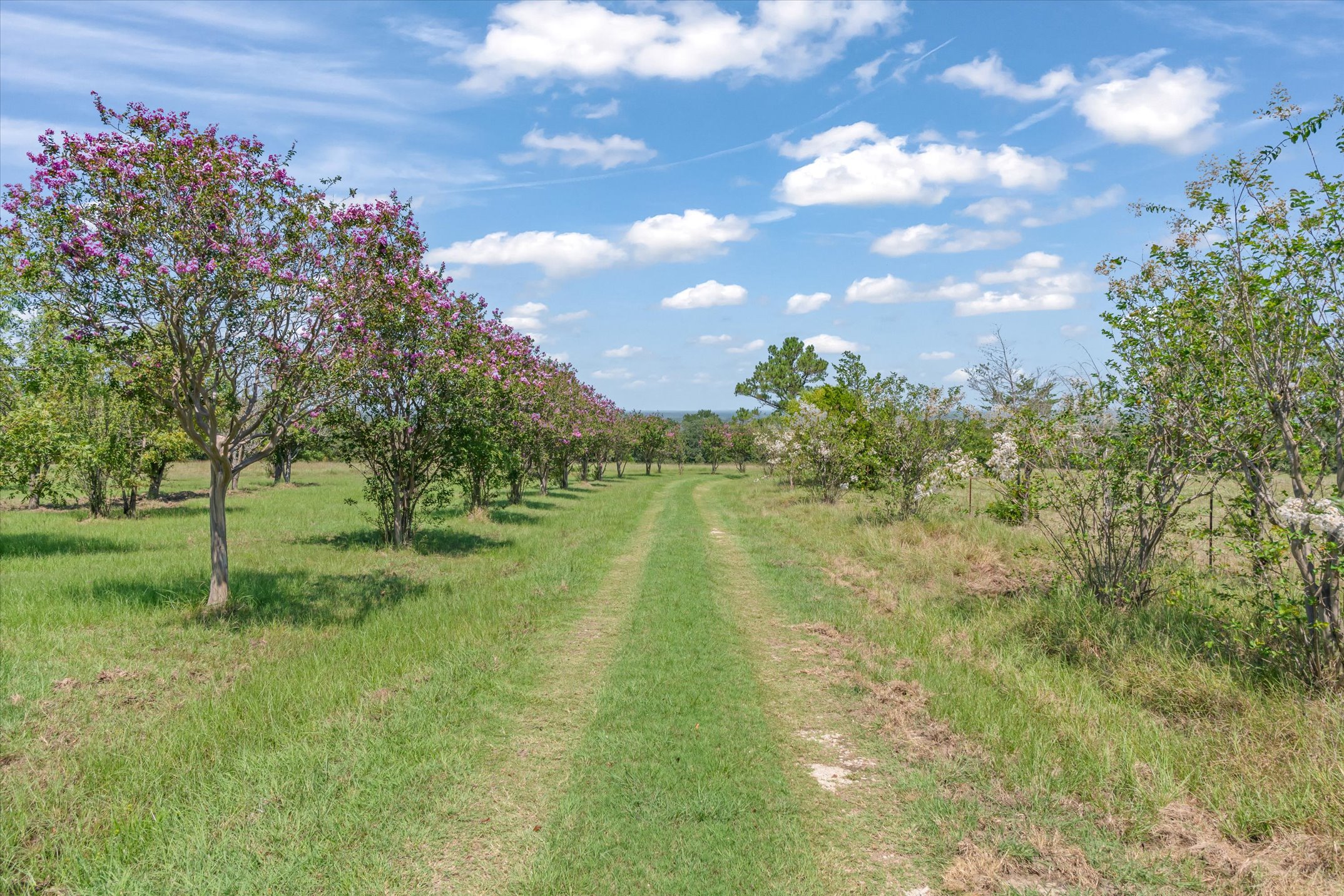 Wills Point, Texas, 75169, United States, 4 Bedrooms Bedrooms, ,3 BathroomsBathrooms,Residential,For Sale,1979230