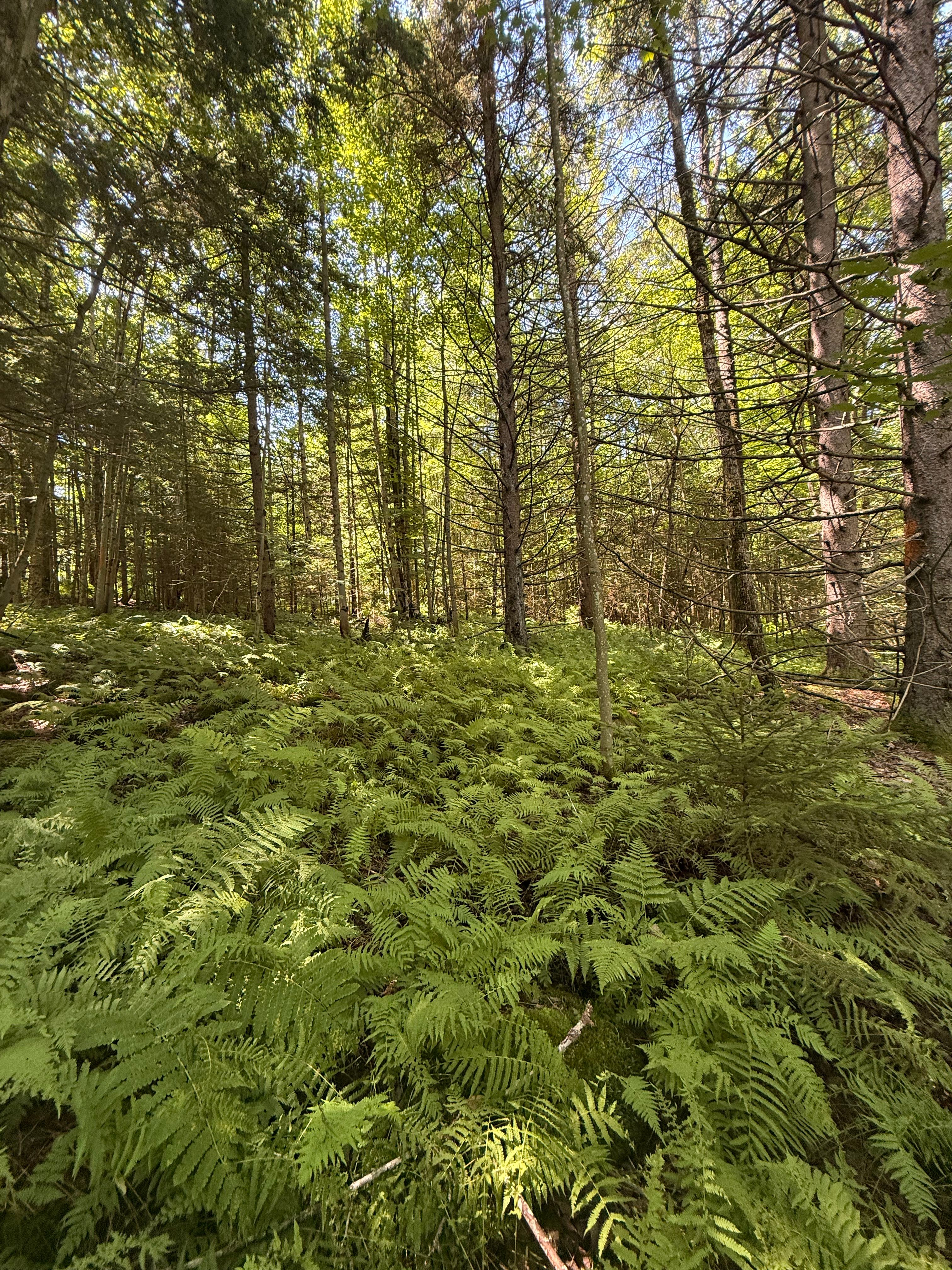  TBD Cook Road, St. Regis Falls, NY 12980 - 物件實景