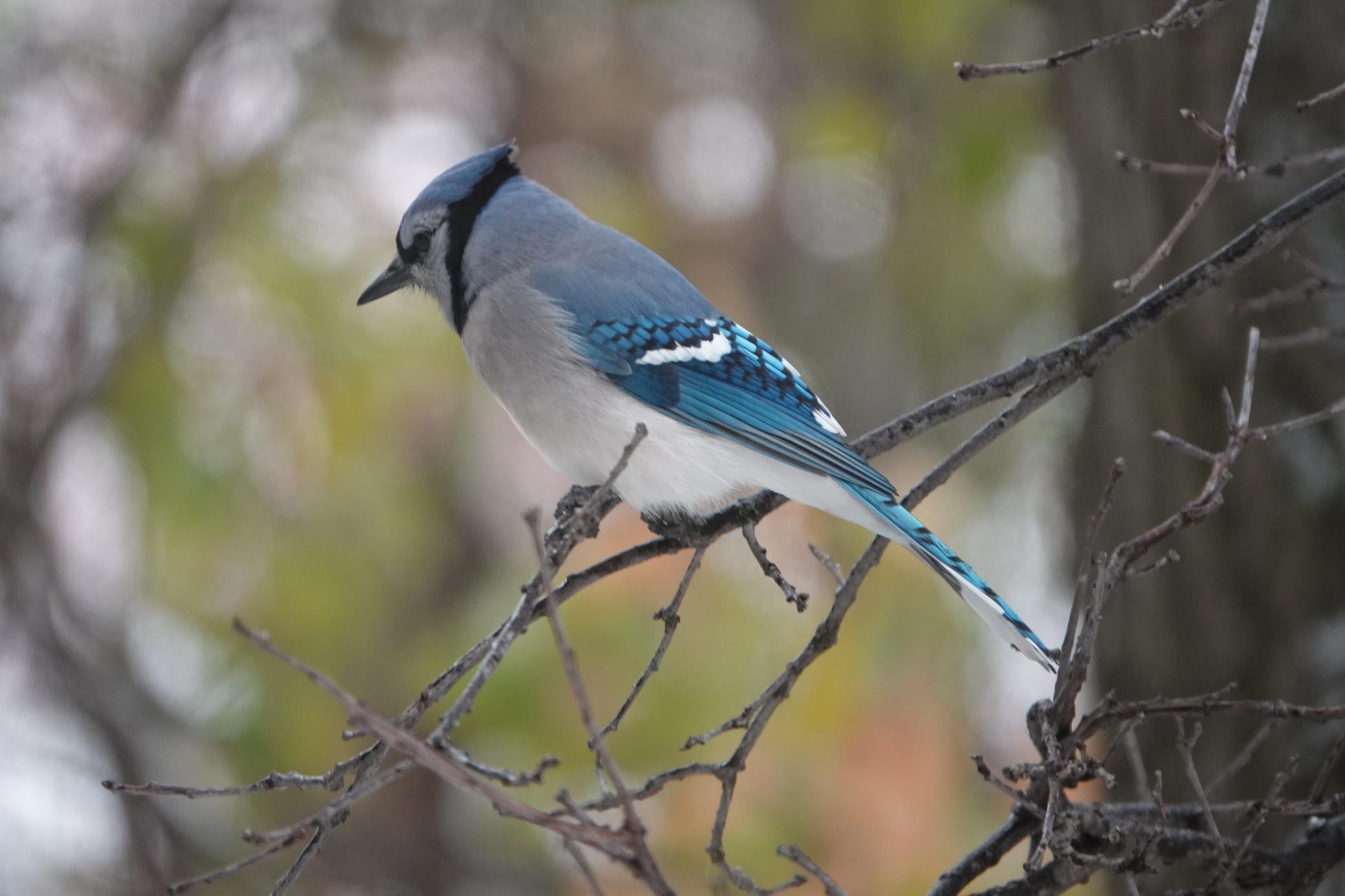 Lakeville, Minnesota, 55044, United States, 4 Bedrooms Bedrooms, ,3 BathroomsBathrooms,Residential,For Sale,1963667