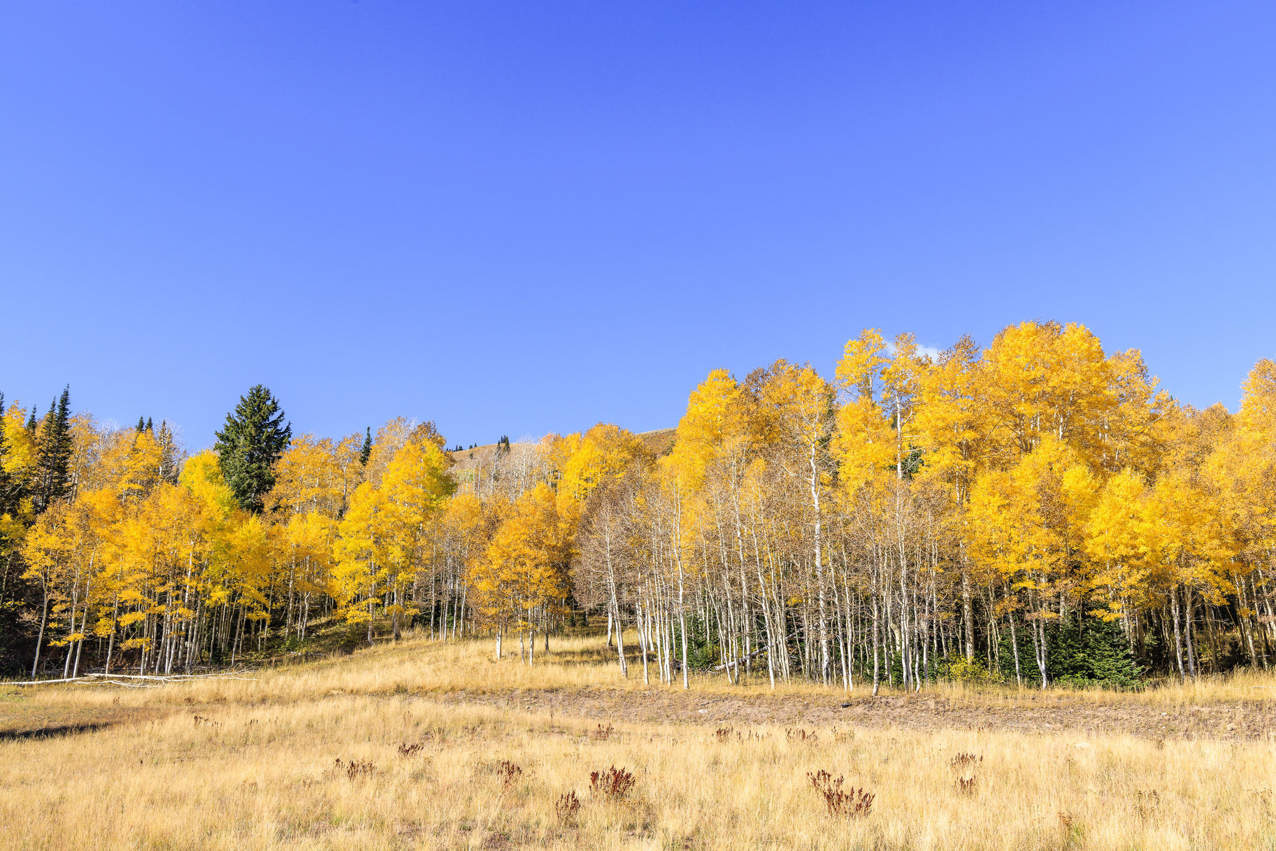 Incredible 28 Acre Estate Lot in the Colony at White Pine Canyon - 物件實景