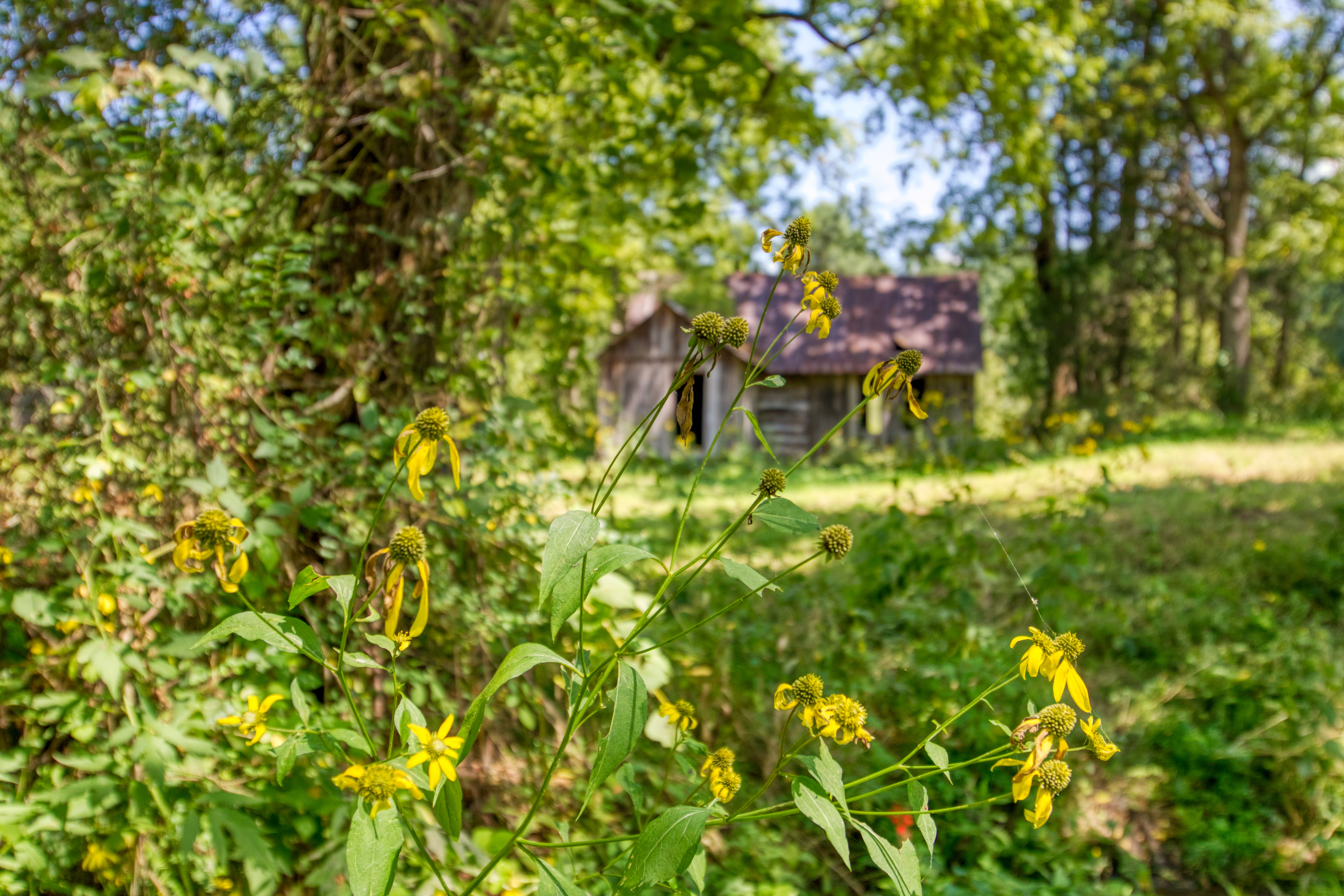  Belcher Loop, Tellico Plains, TN 37385 - 物件實景