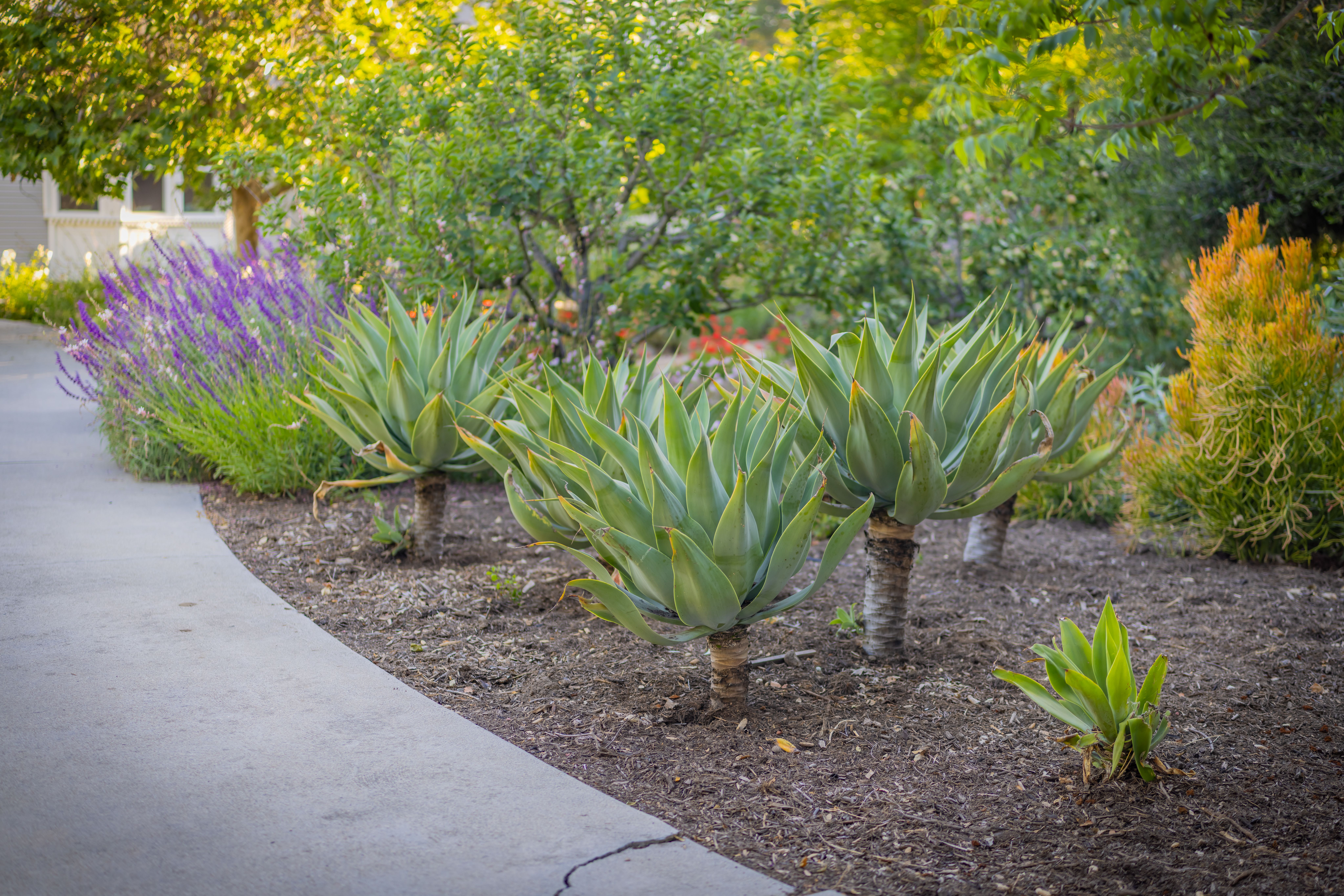  1450 Grand Avenue, Ojai, CA 93023 - 物件實景