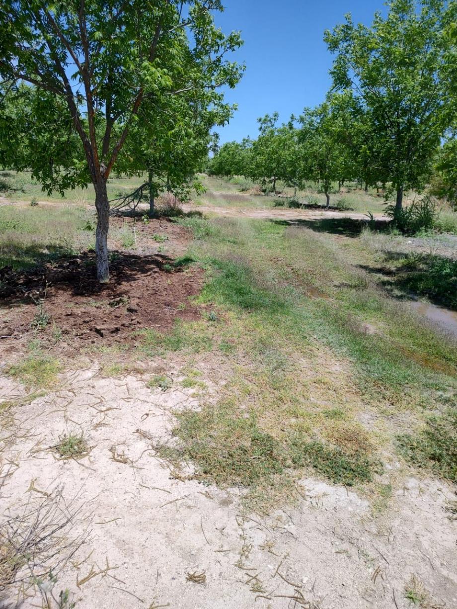 San Francisco de Conchos, Chihuahua, 33680, Mexico, 1 Bedroom Bedrooms, ,Residential,For Sale,1991228