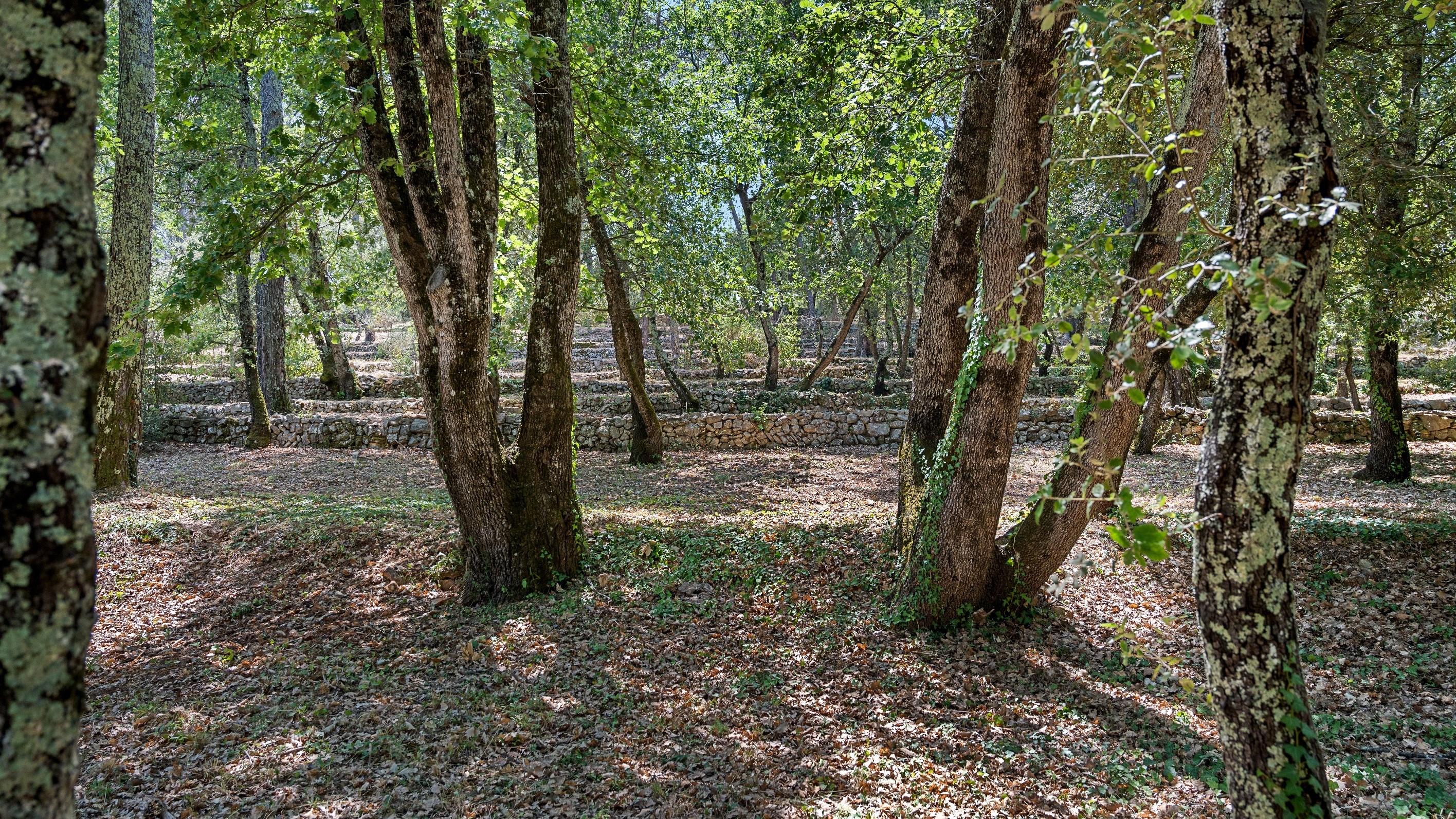  Flayosc – Elegant Provençal Property Set Within Over 2 Hectares of Unspoiled Na… - 物件實景