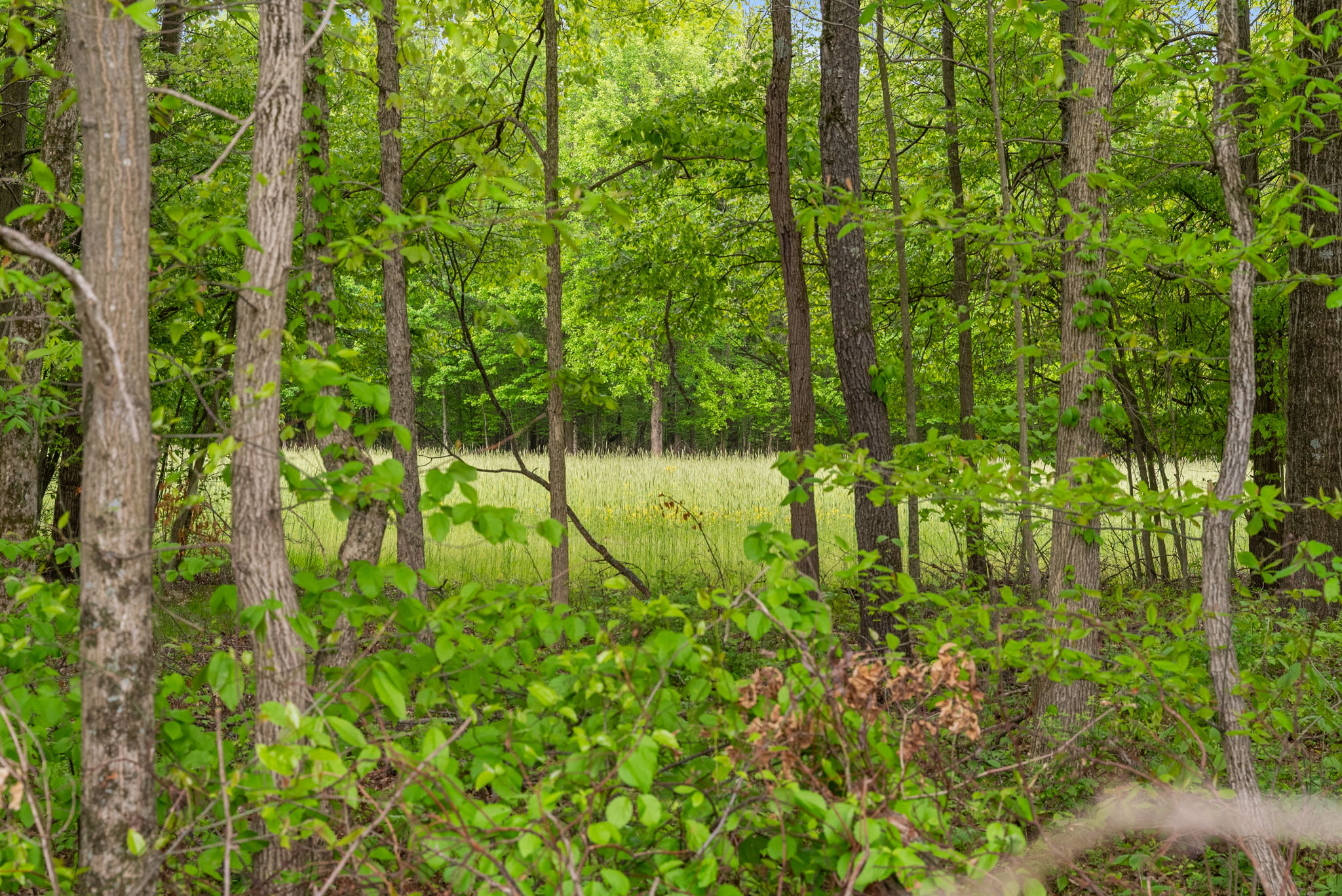 Rosedale, Indiana, 47874, United States, ,Land,For Sale,2049036