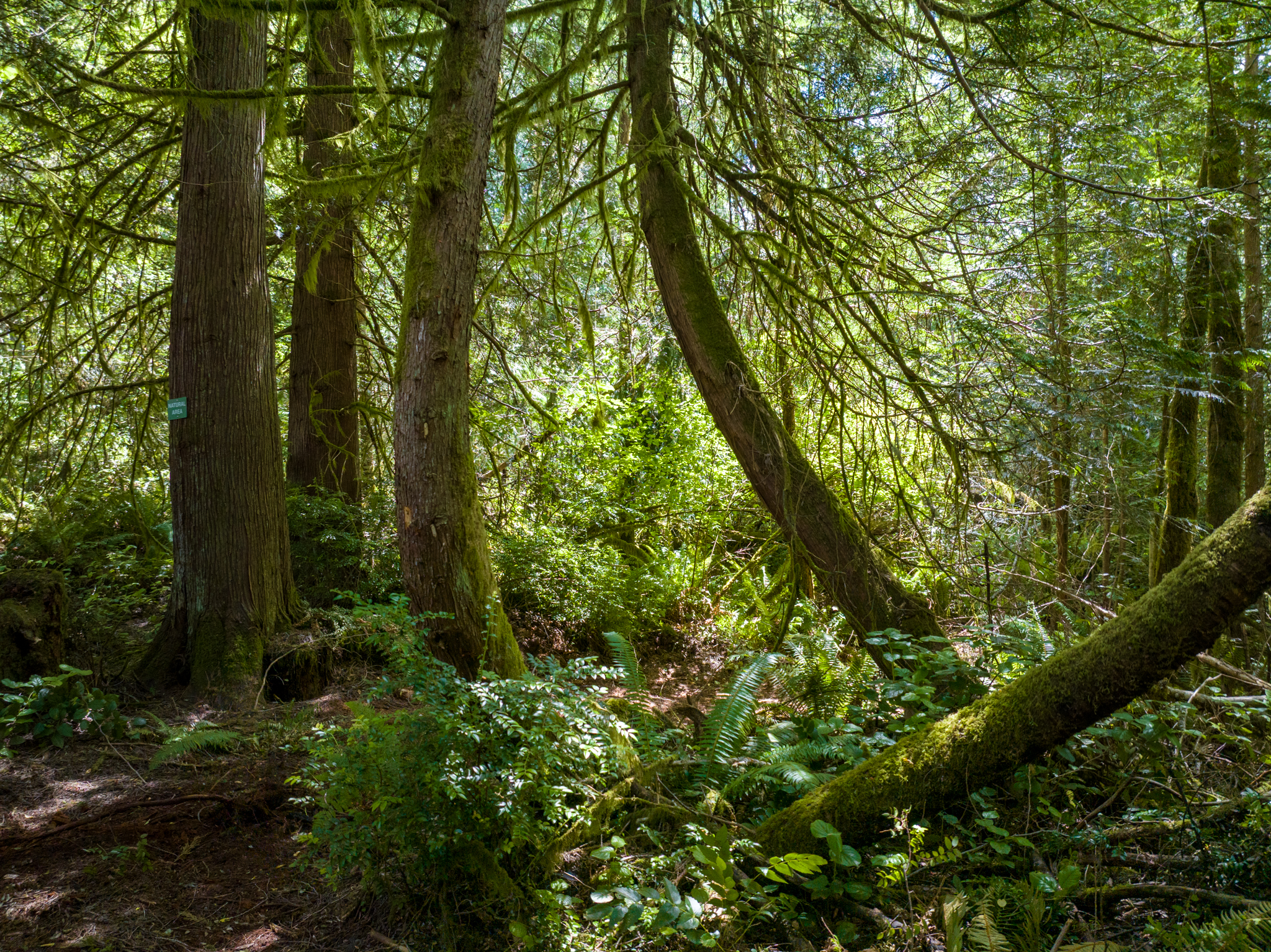  Lot A Bucsit Lane Northeast, Bainbridge Island, WA 98110 - 物件實景