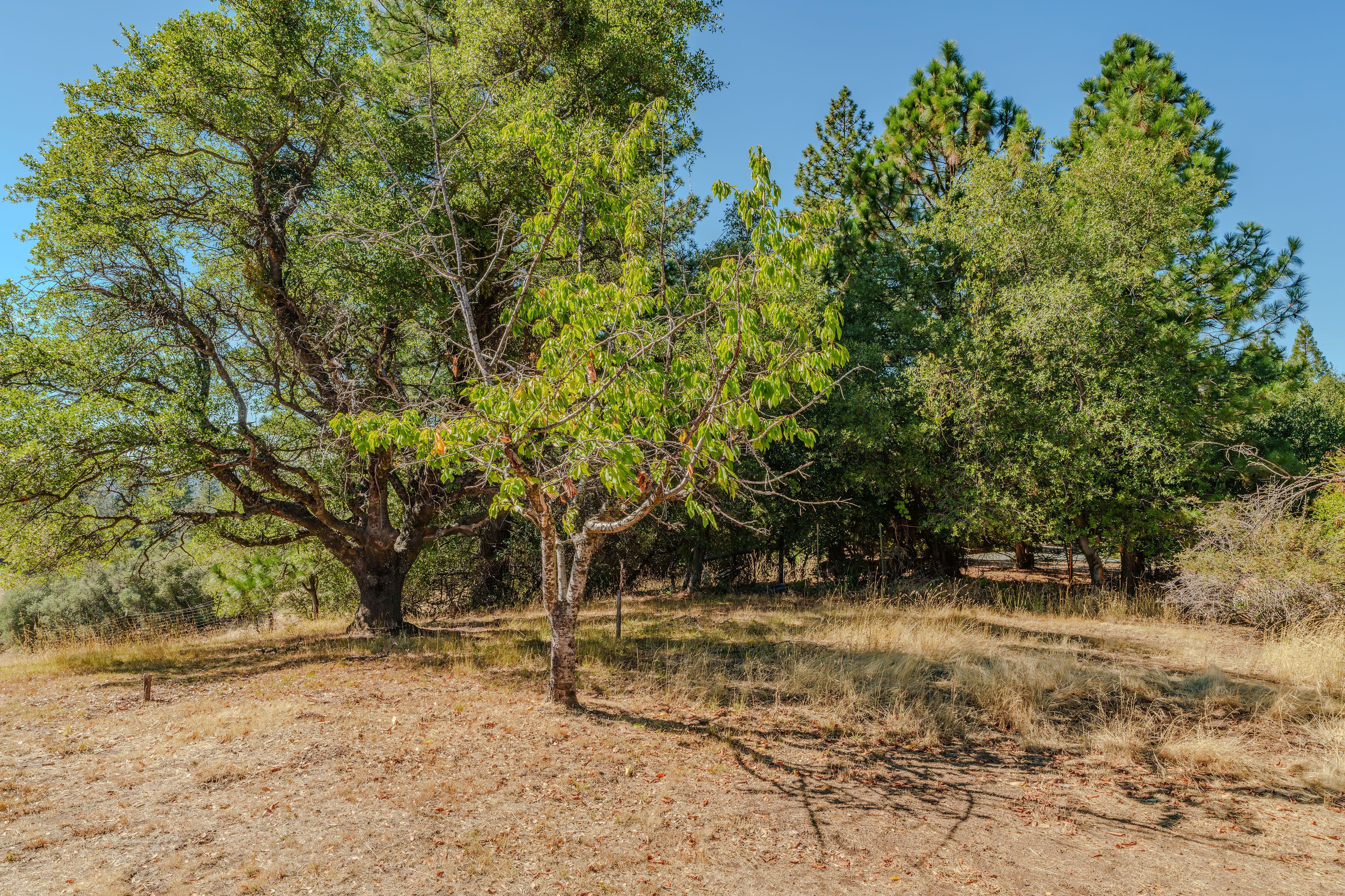  17900 Holly Road, Fiddletown, CA 95629 - 物件實景