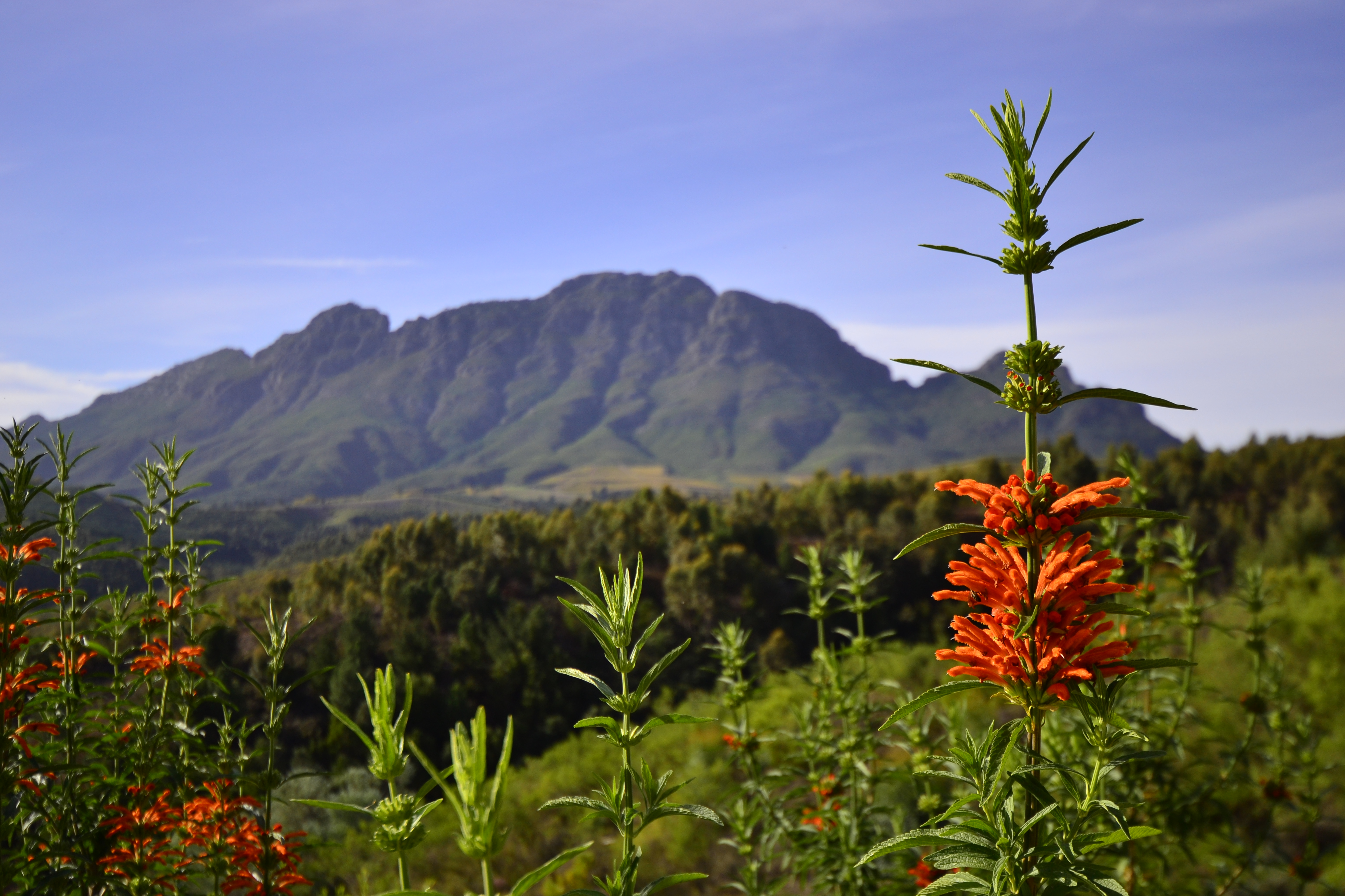  Botmaskop Estate Stellenbosch - 物件實景