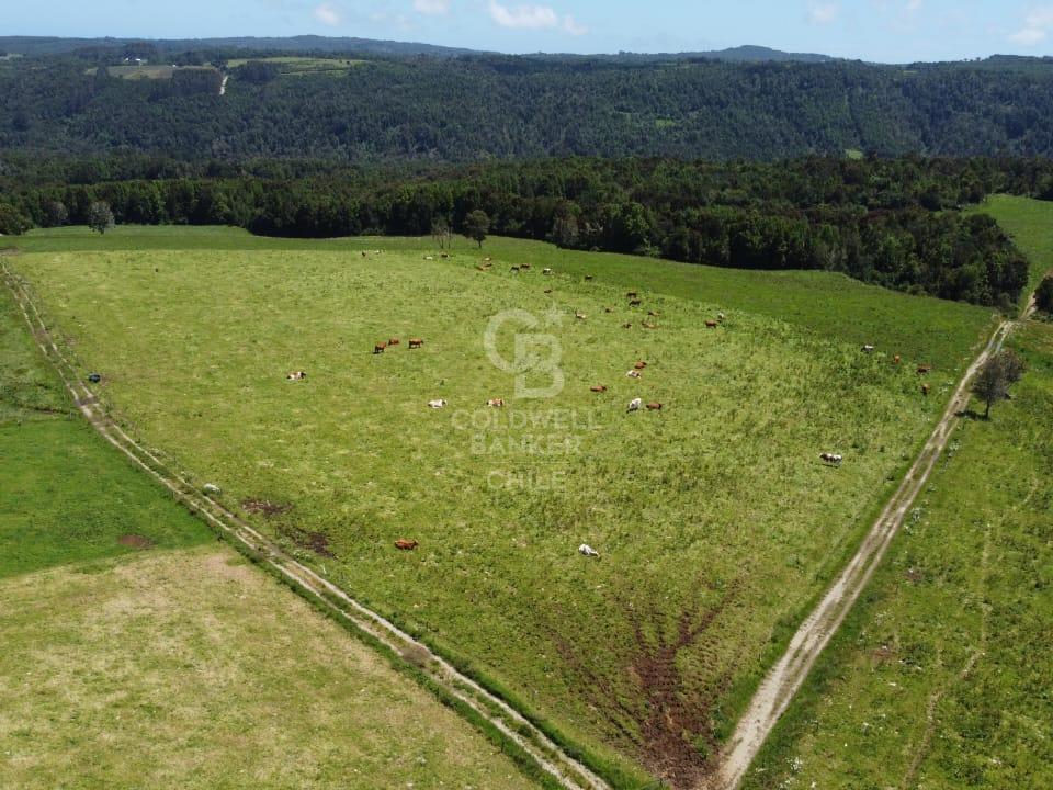 Los Muermos, Chile, ,Residential,For Sale,1956366