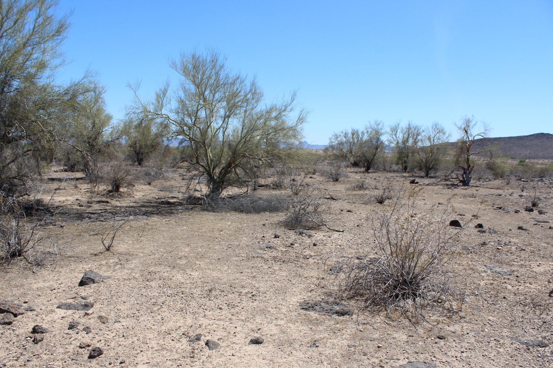  11 S 337th Avenue, Arlington, AZ, 85322 - 物件實景