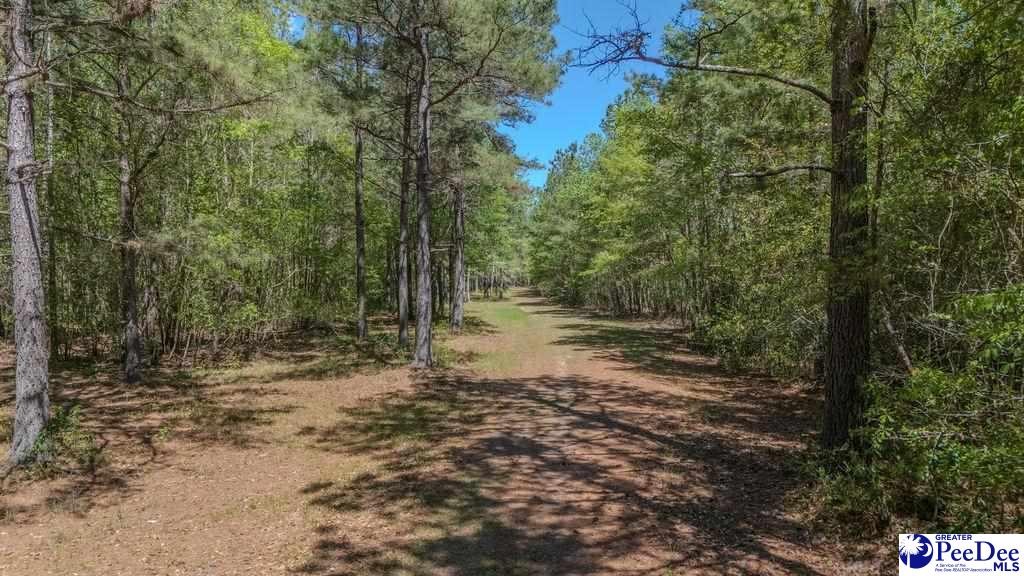 1315 Hill Harrell Road, Effingham, South Carolina, 29541-3179, United States, ,Land,For Sale,1315 Hill Harrell Road,1501598