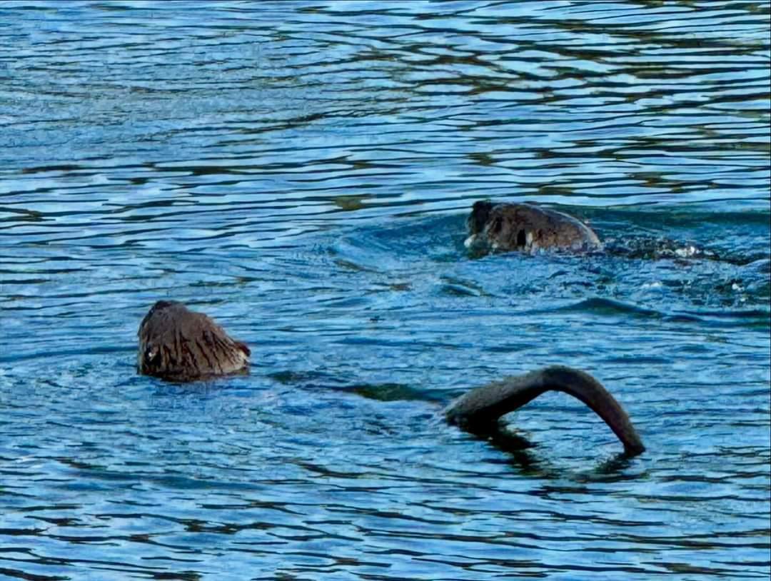 Auburn, California, 95602, United States, 3 Bedrooms Bedrooms, ,2 BathroomsBathrooms,Residential,For Sale,2005903