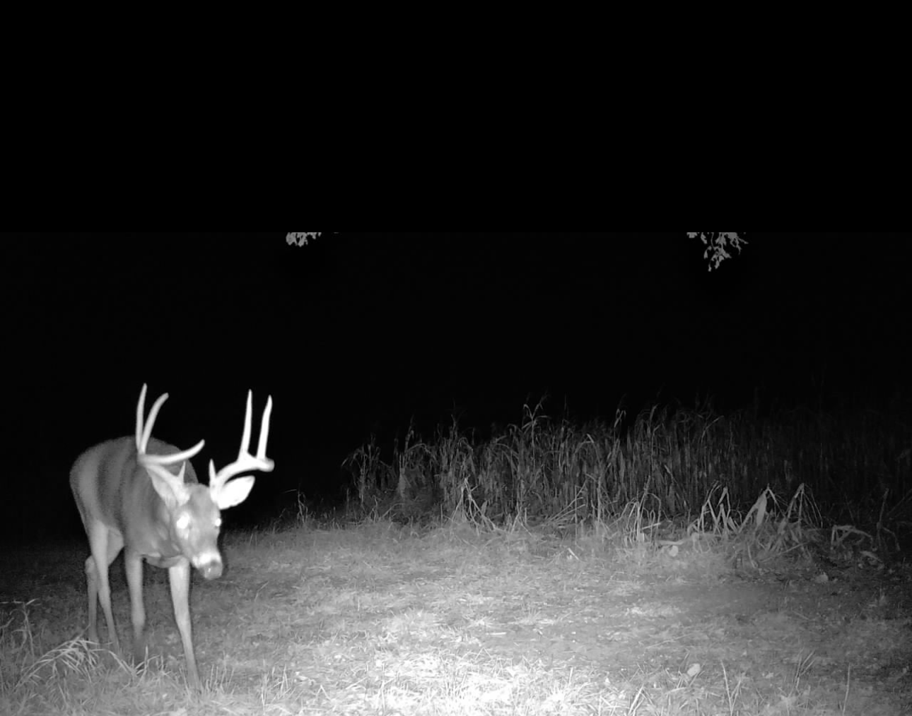 Kirksville, Missouri, 63501, United States, ,Land,For Sale,2006170