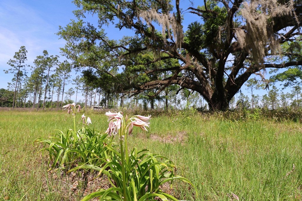 Cottonwood, Alabama, 36320, United States, ,Land,For Sale,1840022