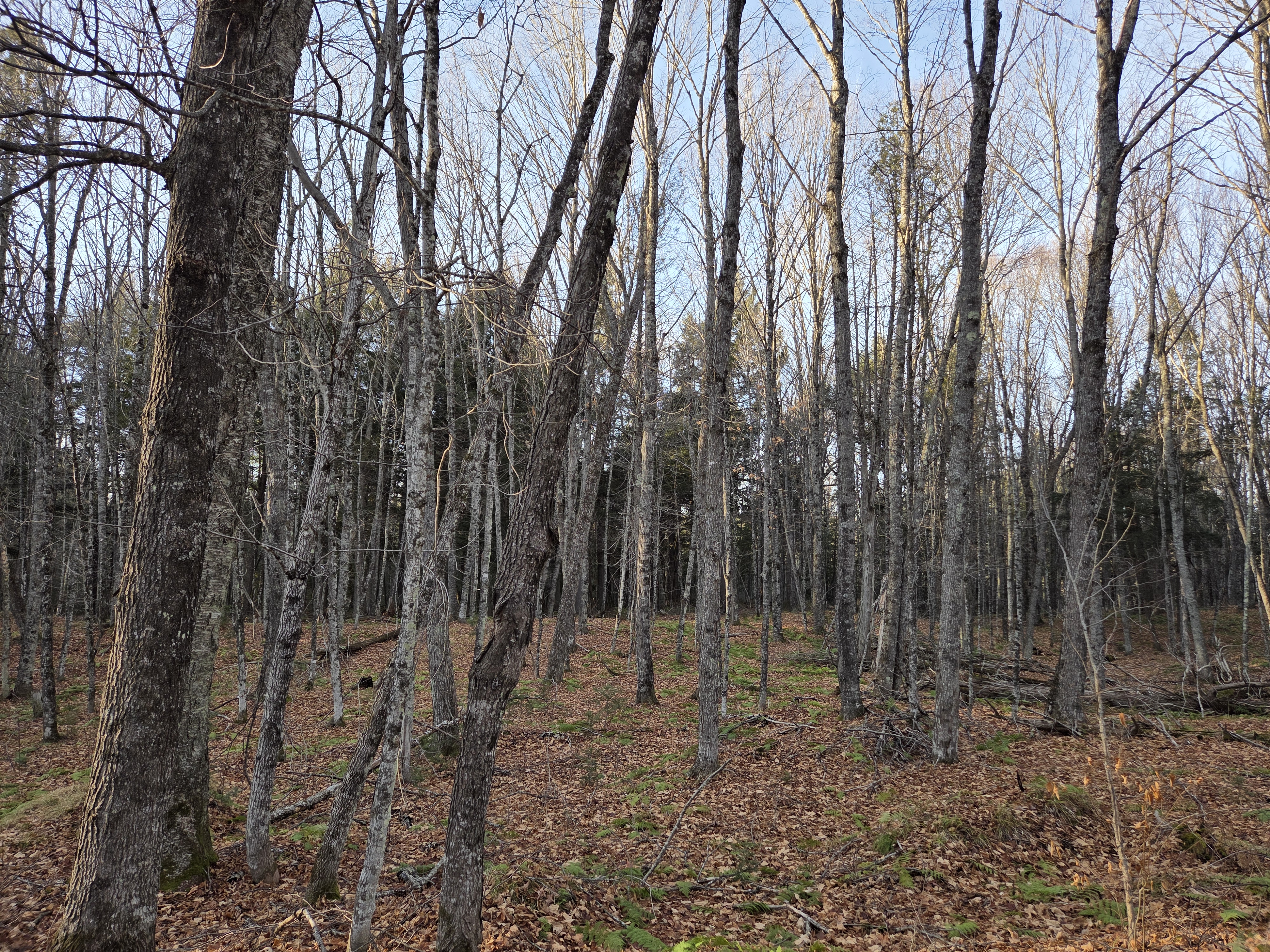 Watersmeet, Michigan, 49969, United States, ,Land,For Sale,1992364