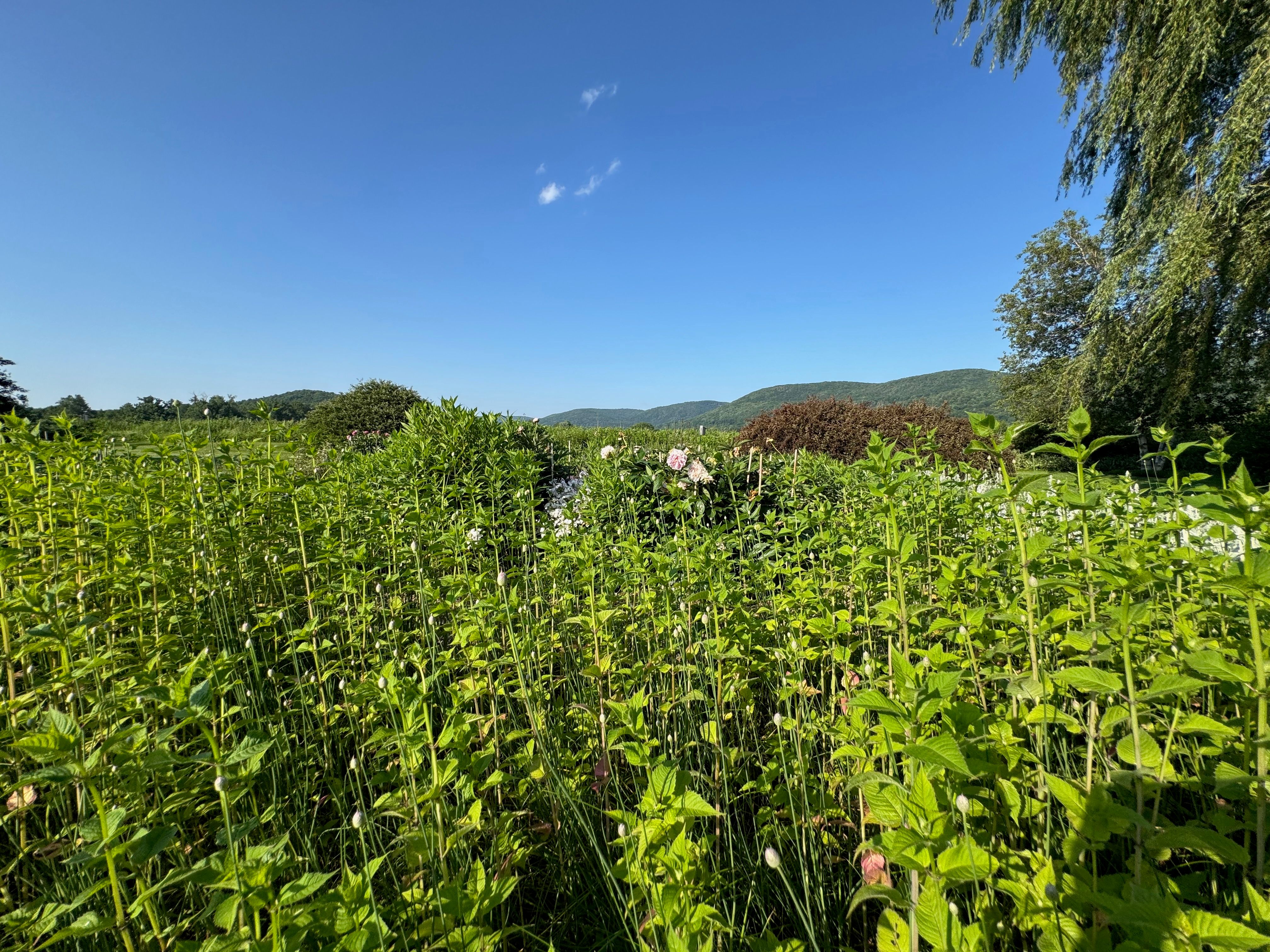  110 County Route 7A, Copake, NY 12516 - 物件實景
