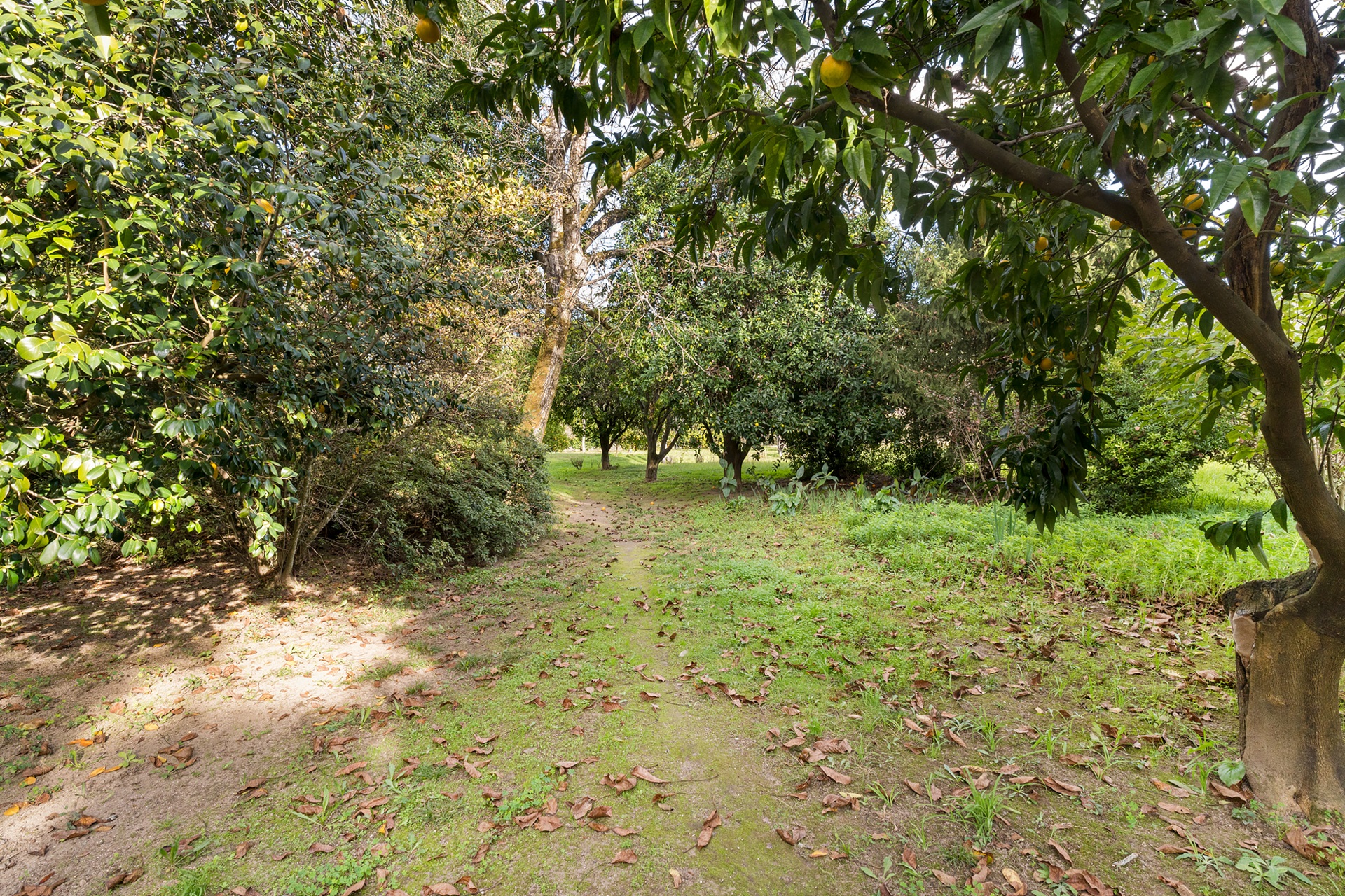  Farm, 6 bedrooms, for Sale - 物件實景