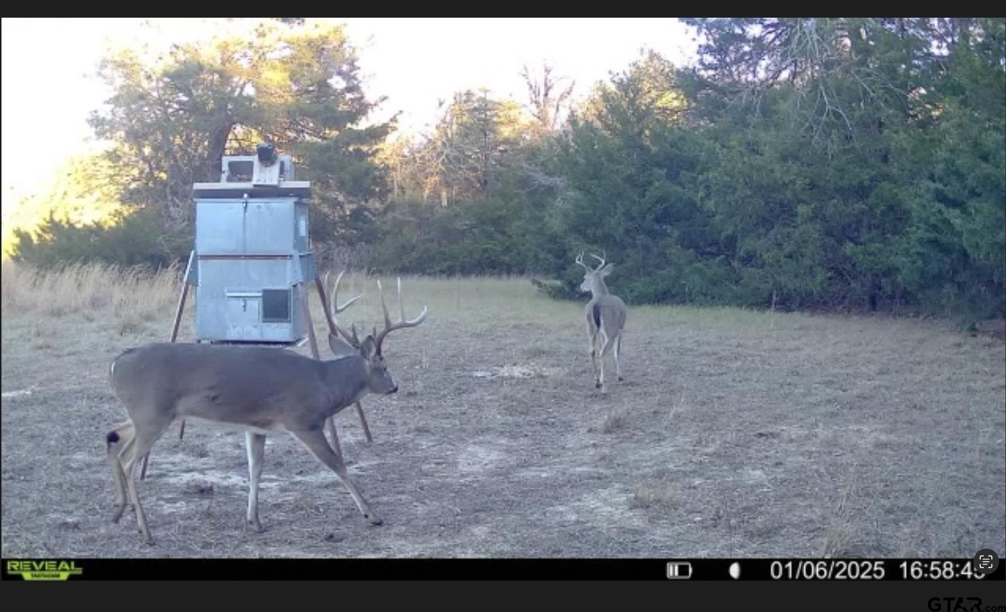 Cumby, Texas, 75433, United States, ,Land,For Sale,1974117