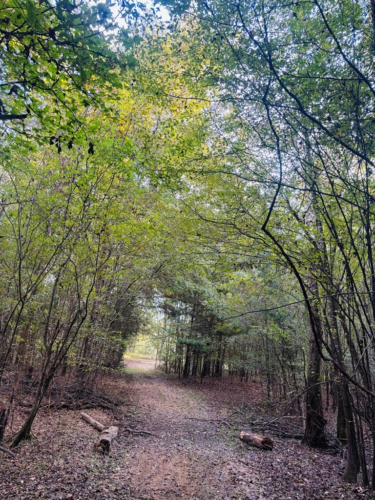 Abbeville, Georgia, 31001, United States, ,Land,For Sale,1975130
