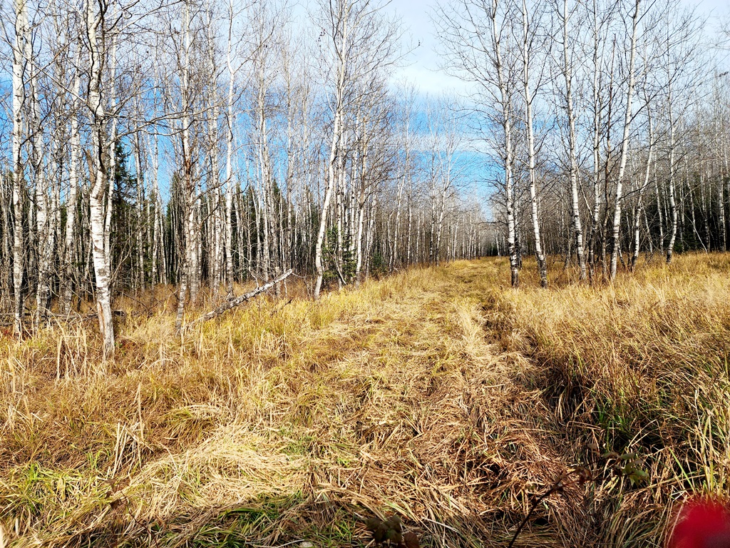 Grand Rapids, Minnesota, 55744, United States, ,Land,For Sale,1983791