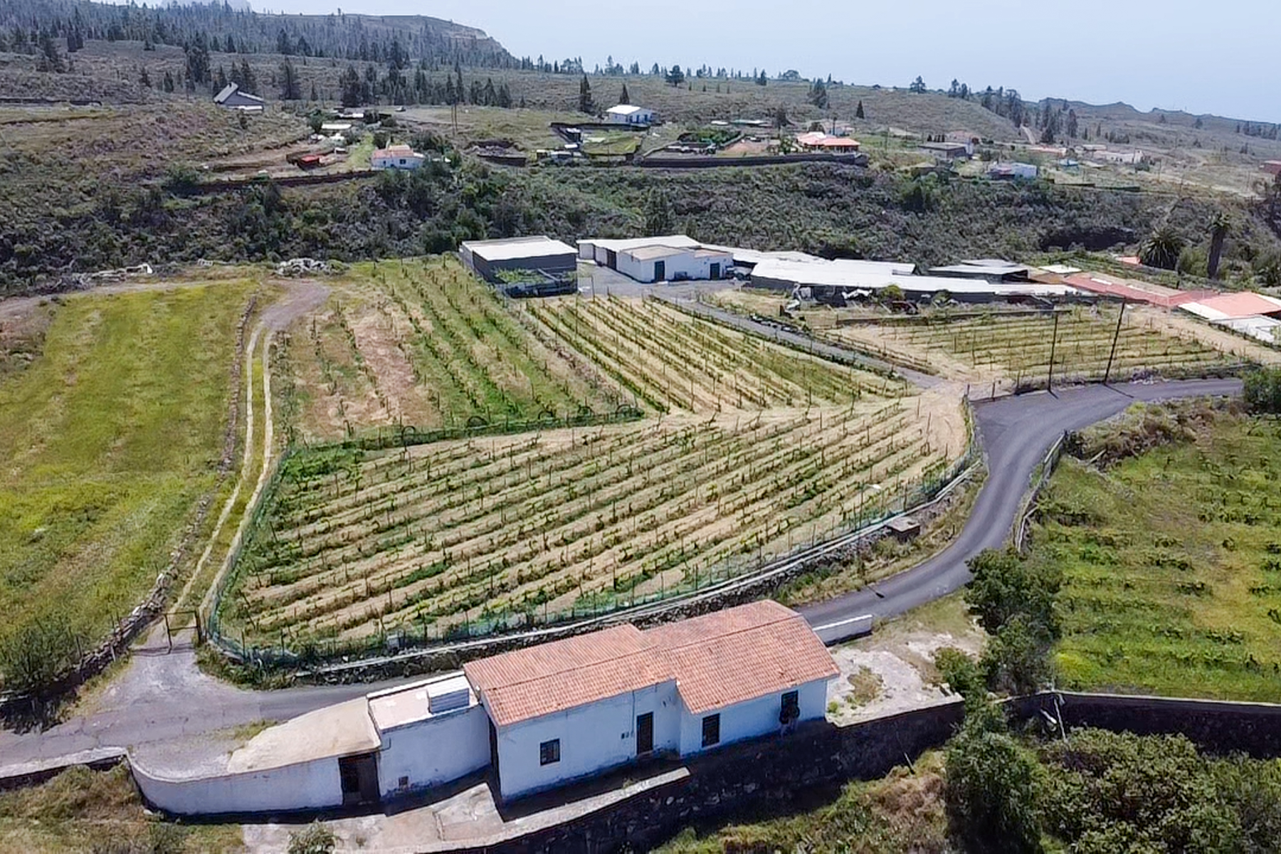 Traditional Agricultural Estate with Winery in Tenerife South - 物件實景