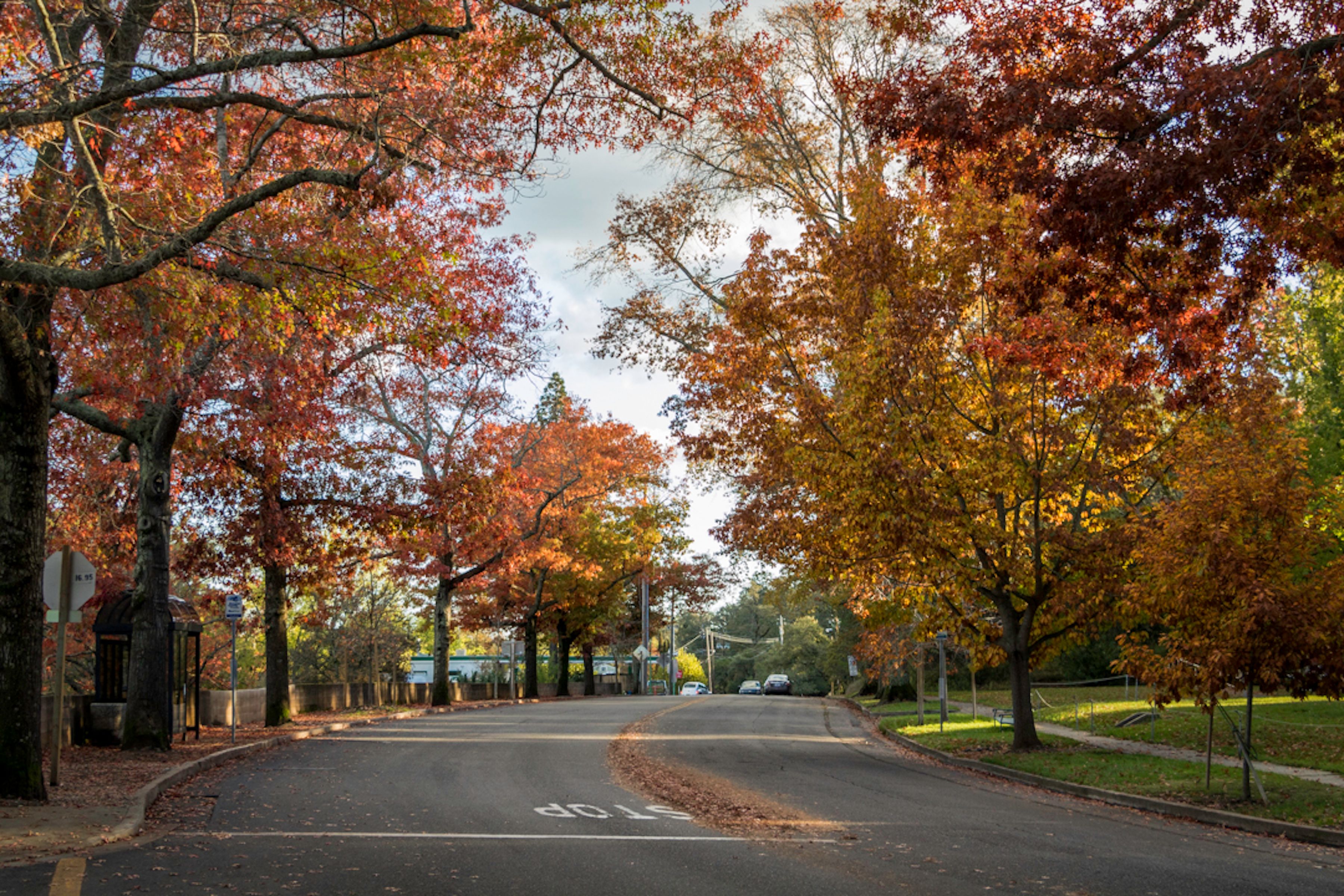  825 Woodside Aka Madrone Road - 物件實景