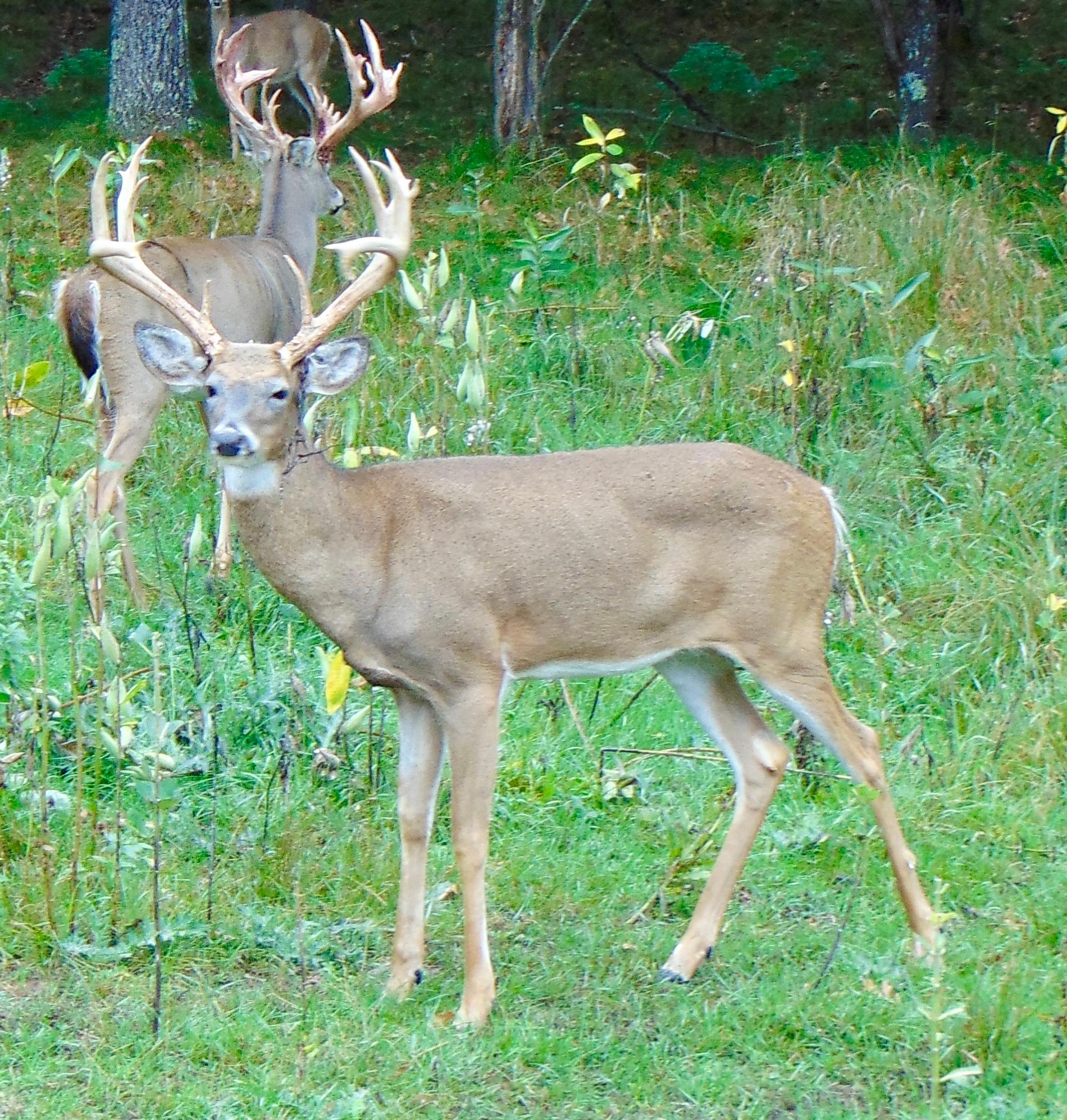 Lake Tomahawk, Wisconsin, 54487, United States, ,Residential,For Sale,1973874