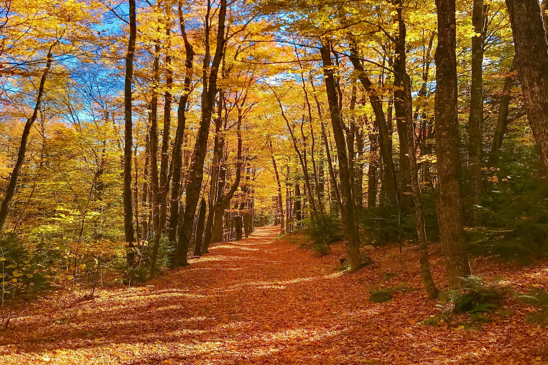  Escape to Moosewalk Lane. - 物件實景