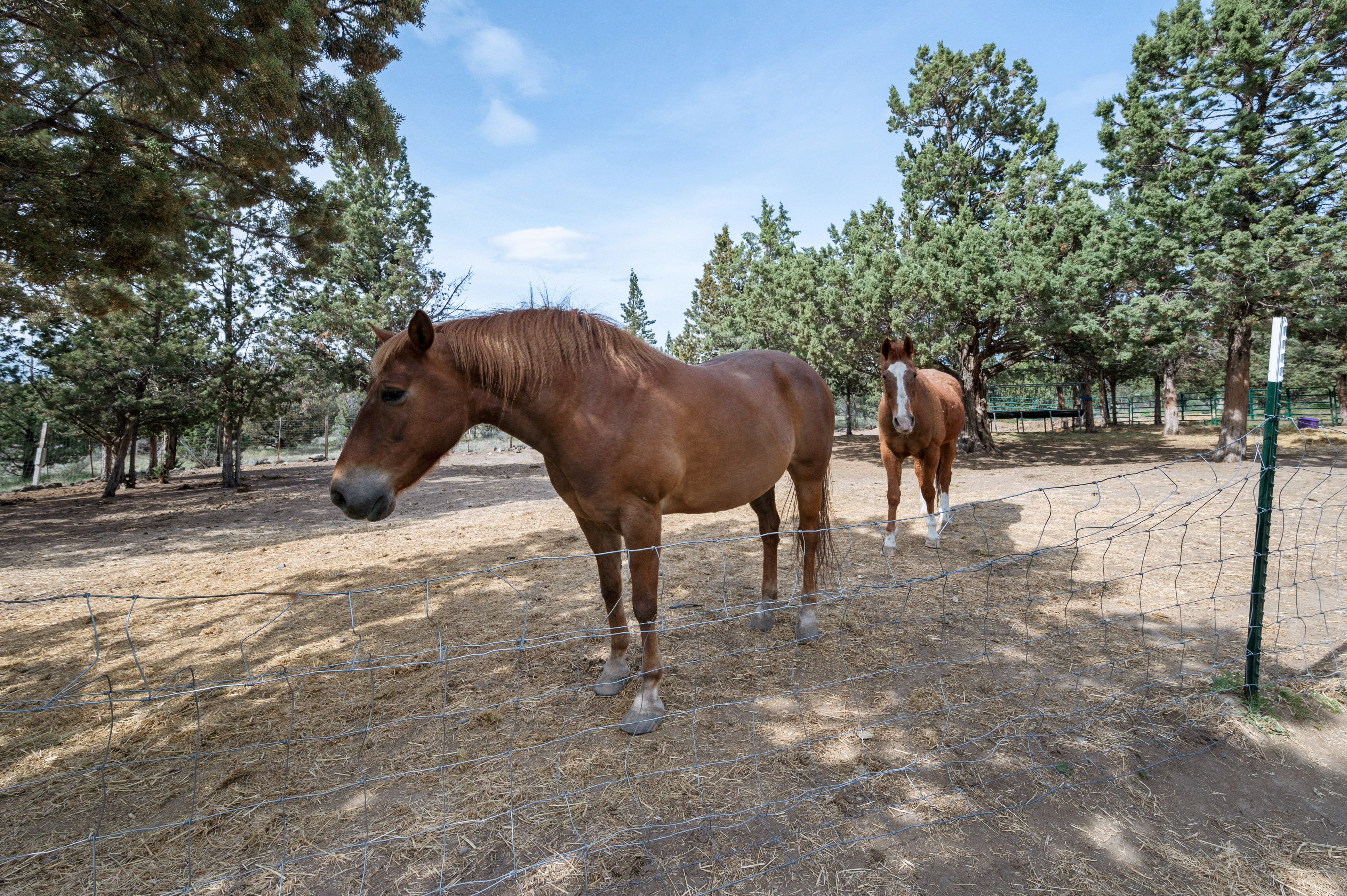 Prineville, Oregon, 97754, United States, 3 Bedrooms Bedrooms, ,2 BathroomsBathrooms,Residential,For Sale,1821437