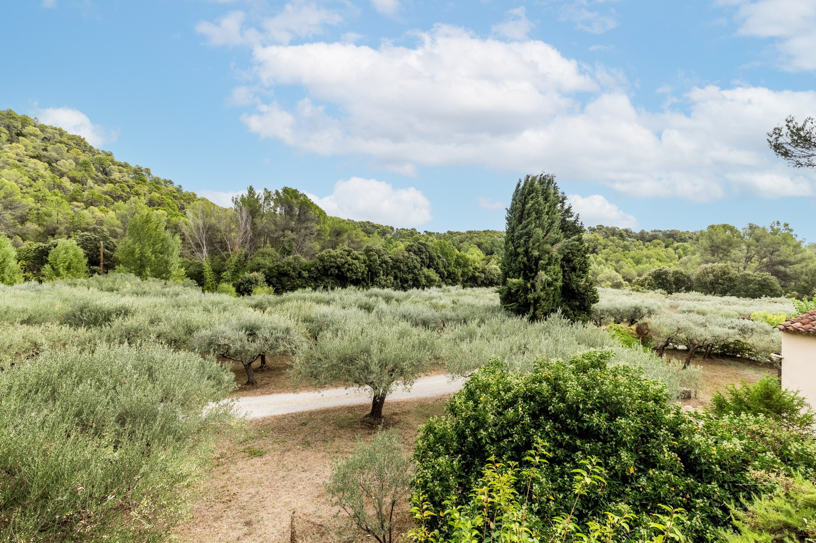  Prestigious Estate with Olive Grove - 物件實景
