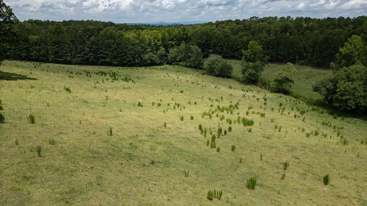 Heflin, Alabama, 36264, United States, ,Land,For Sale,1981342