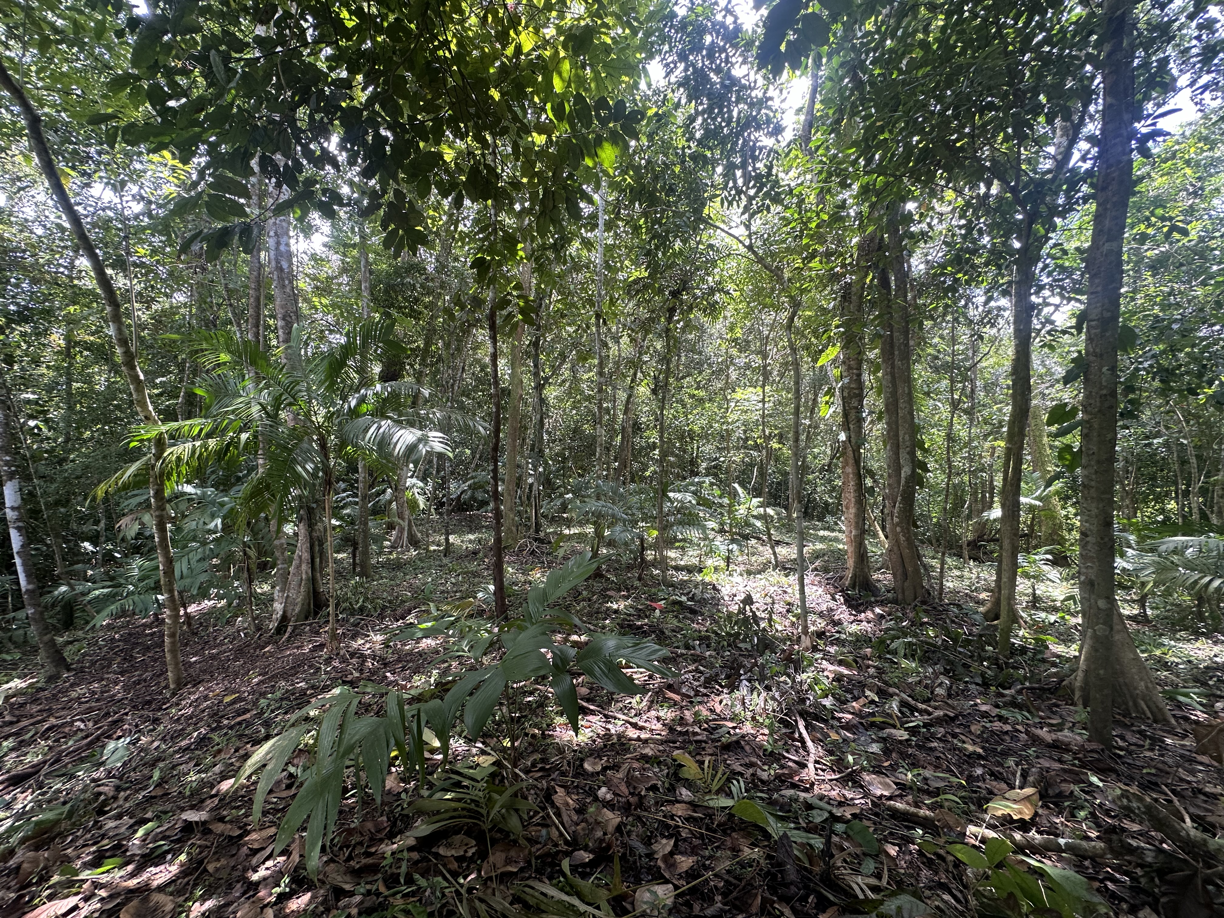 Palmar Norte, Palmar, Puntarenas, CR, ,Land,For Sale,Palmar Norte,1667866