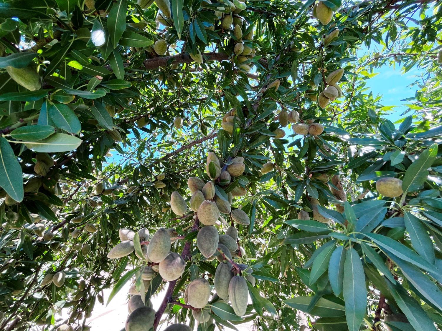 Livingston, California, 95334, United States, 4 Bedrooms Bedrooms, ,3 BathroomsBathrooms,Residential,For Sale,1975641