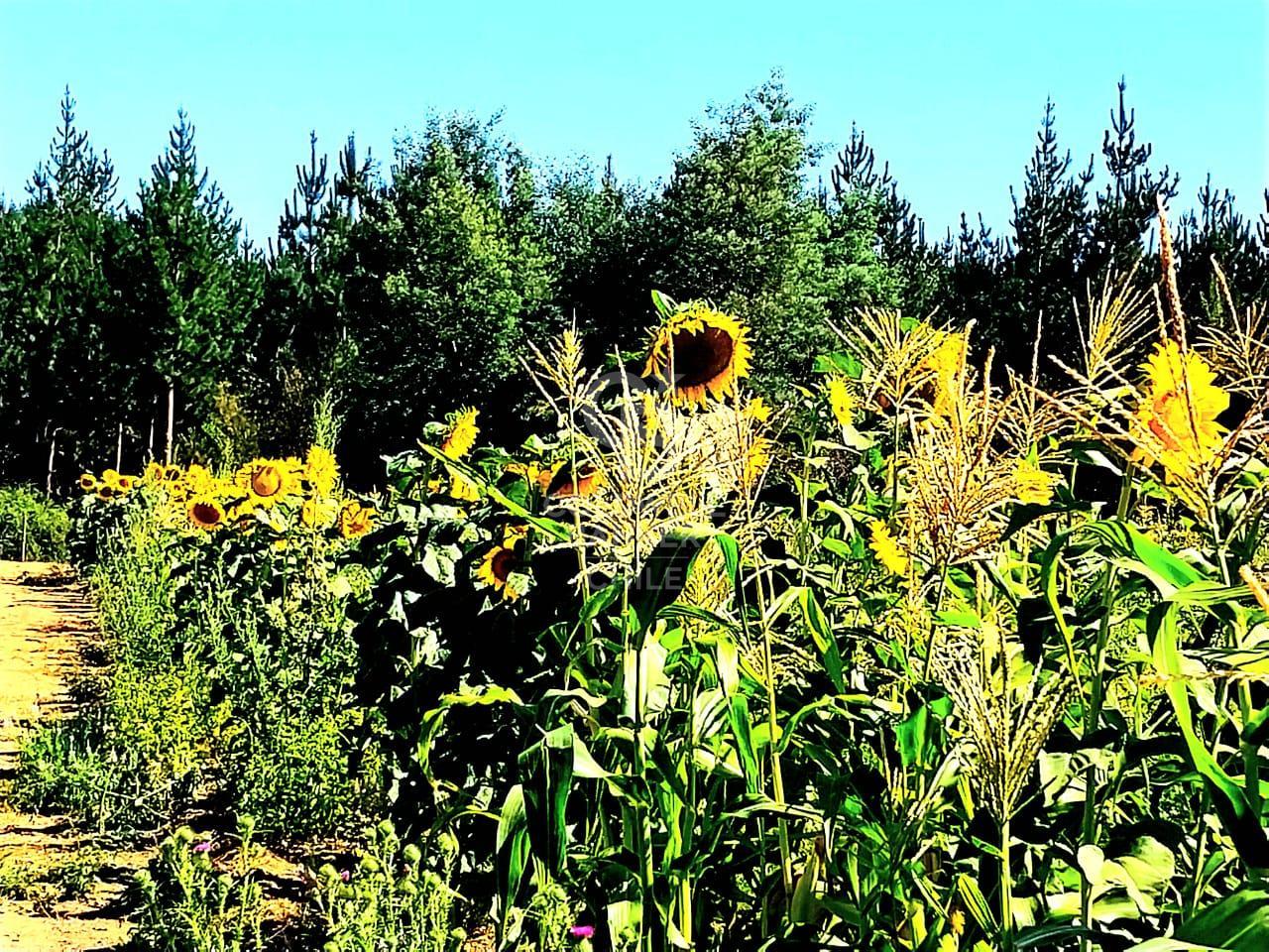 Portezuelo, Chile, 4 Bedrooms Bedrooms, ,2 BathroomsBathrooms,Residential,For Sale,1758826