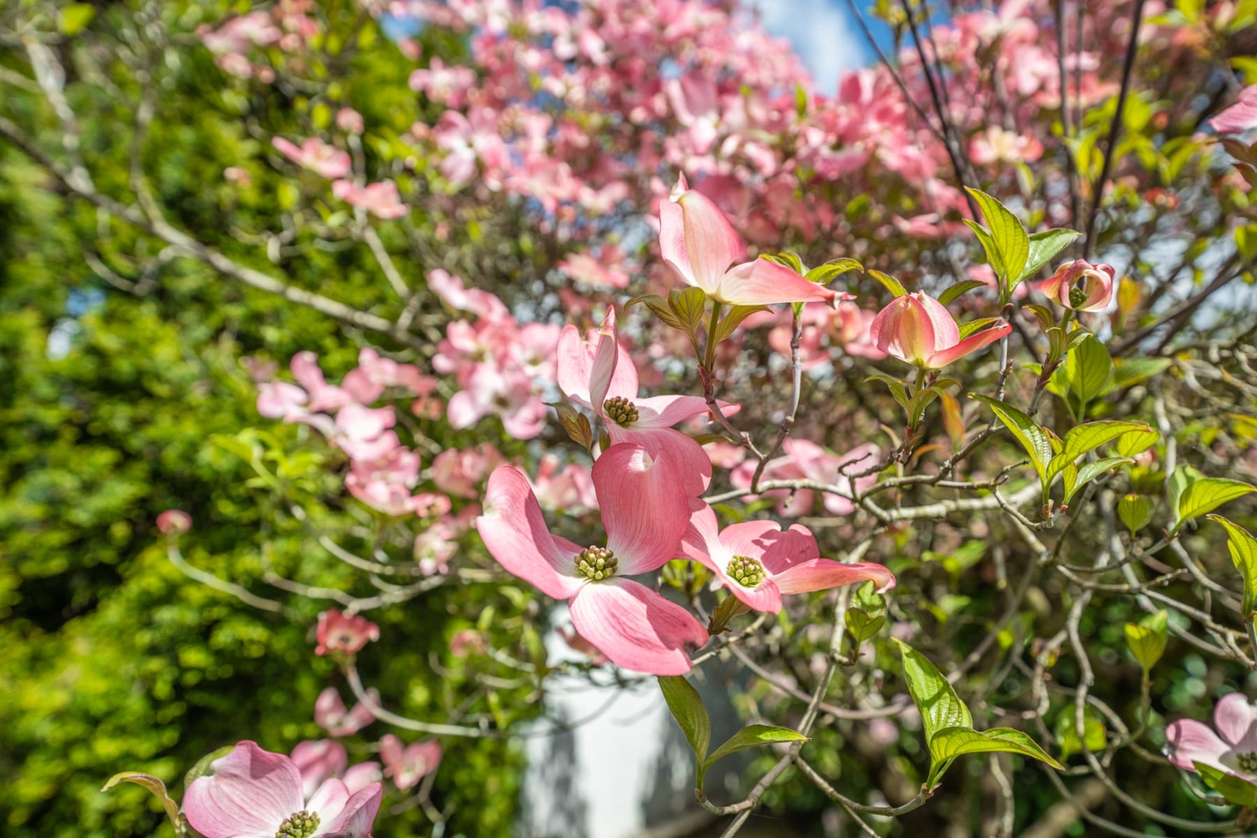  1934 SE 58TH AVE Portland, OR 97215 - 物件實景