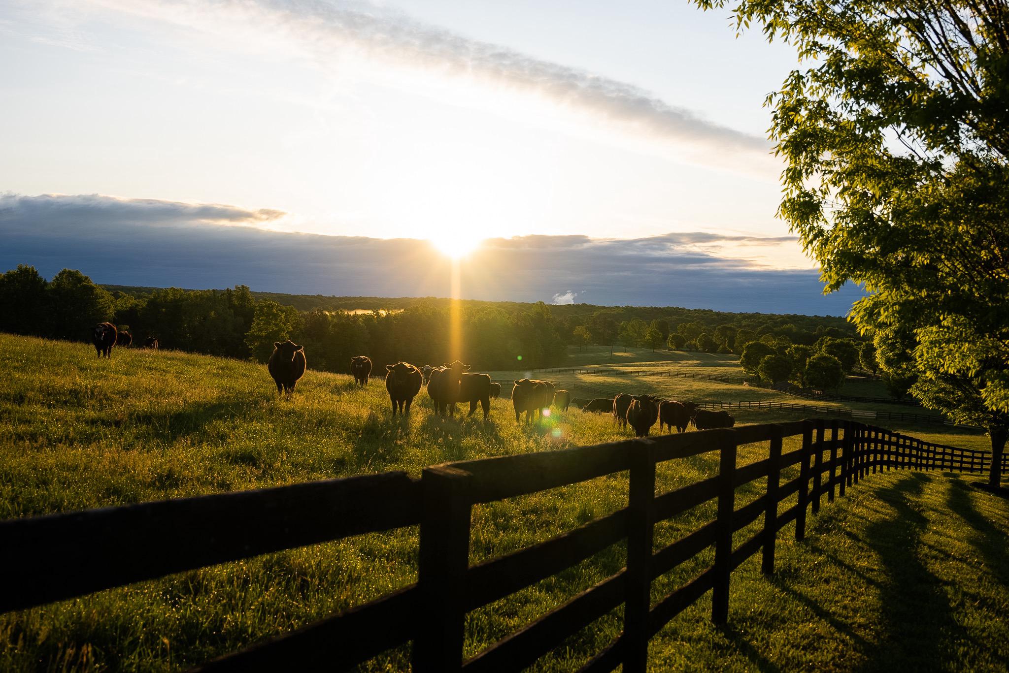  6887 Blenheim Road, Scottsville, VA, 24590 - 物件實景