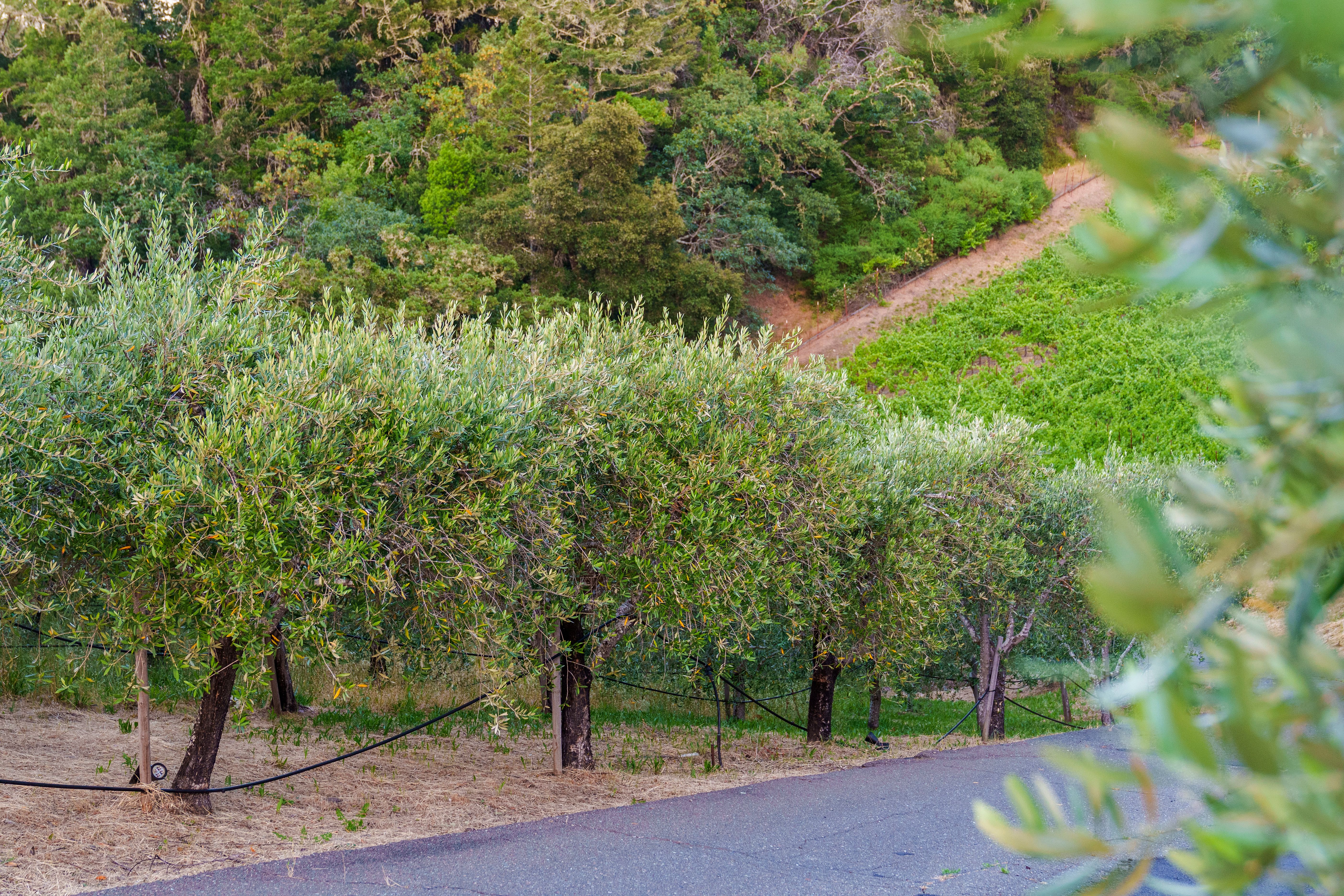  2355 West Dry Creek Road, Healdsburg, CA 95448 - 物件實景