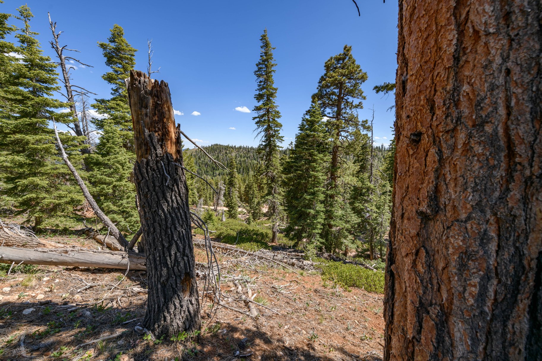  Quiet Mountain Retreat Near Navajo Lake - 物件實景
