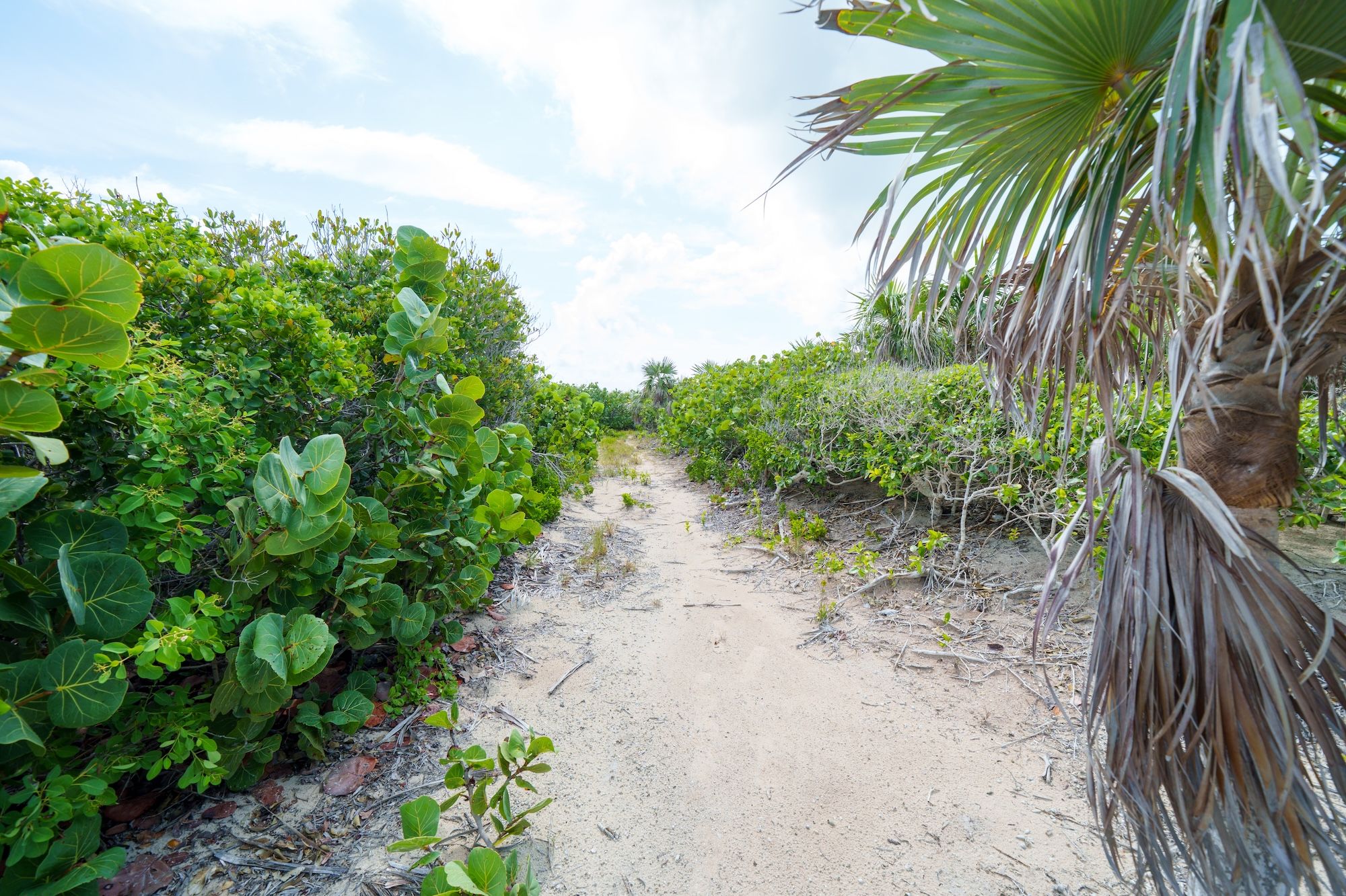  25.38 Acres Elizabeth Island - 物件實景