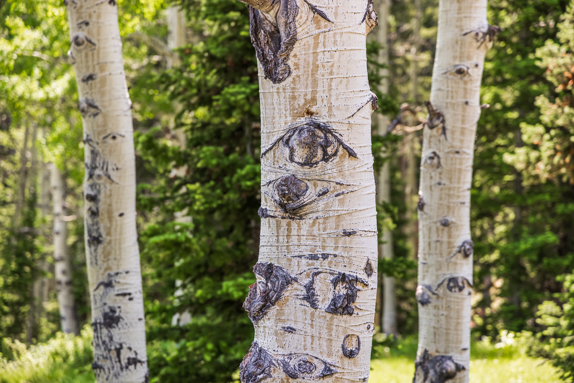  Incredible 28 Acre Estate Lot in the Colony at White Pine Canyon - 物件實景