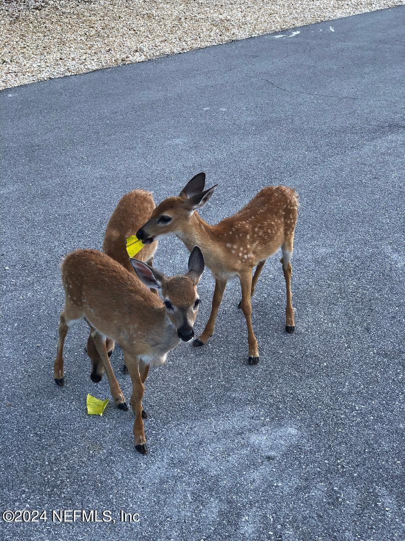 Big Pine Key, Florida, 33043, United States, 3 Bedrooms Bedrooms, ,4 BathroomsBathrooms,Residential,For Sale,2001715