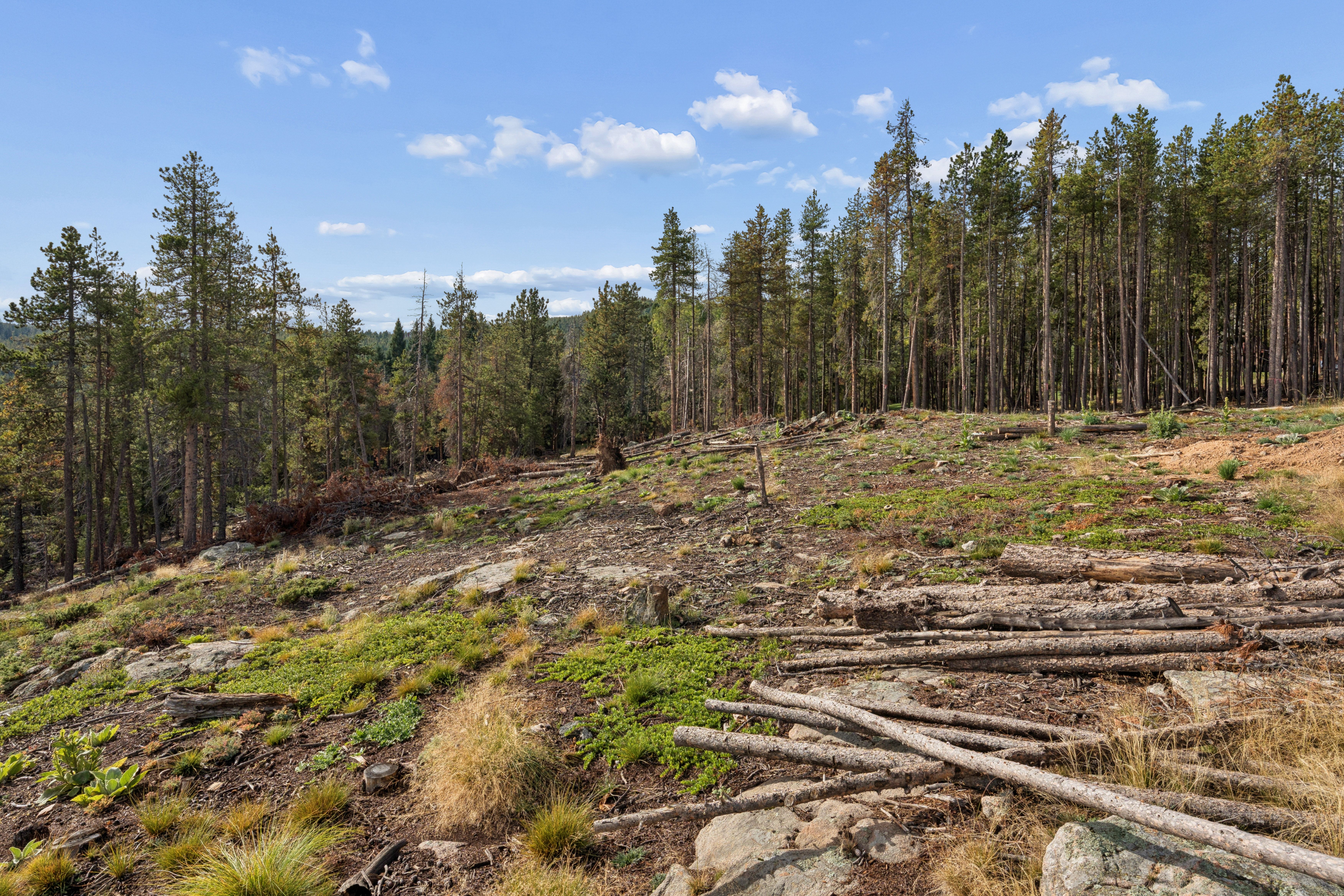  Opportunity to Build Your Foothills Dream Home with Over 7 Acres of Privacy - 物件實景
