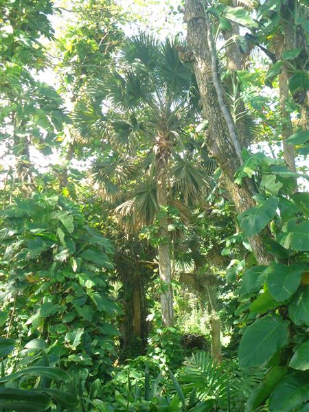 Cabarete, DO, ,Land,For Sale,927965