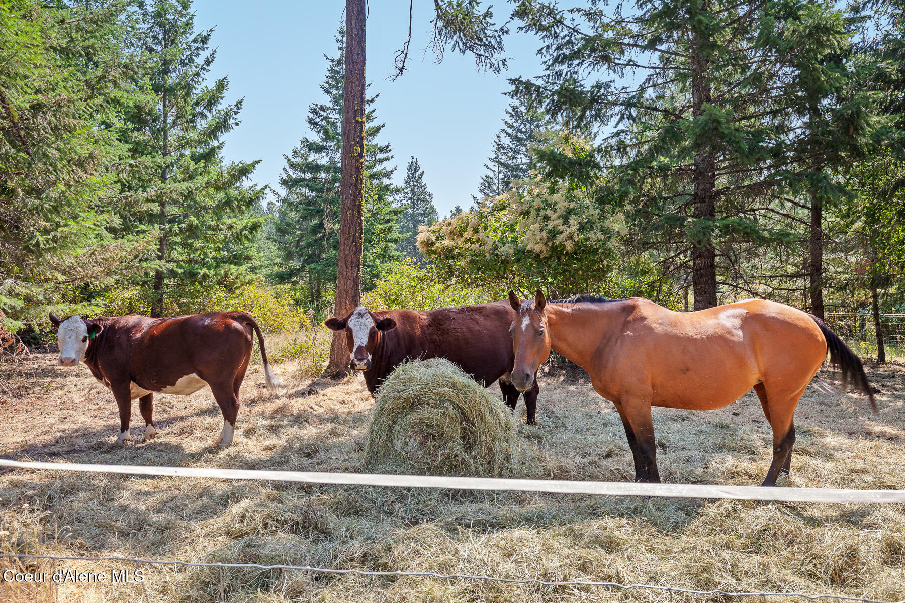 Harrison, Idaho, 83833, United States, 1 Bedroom Bedrooms, ,1 BathroomBathrooms,Residential,For Sale,1980772