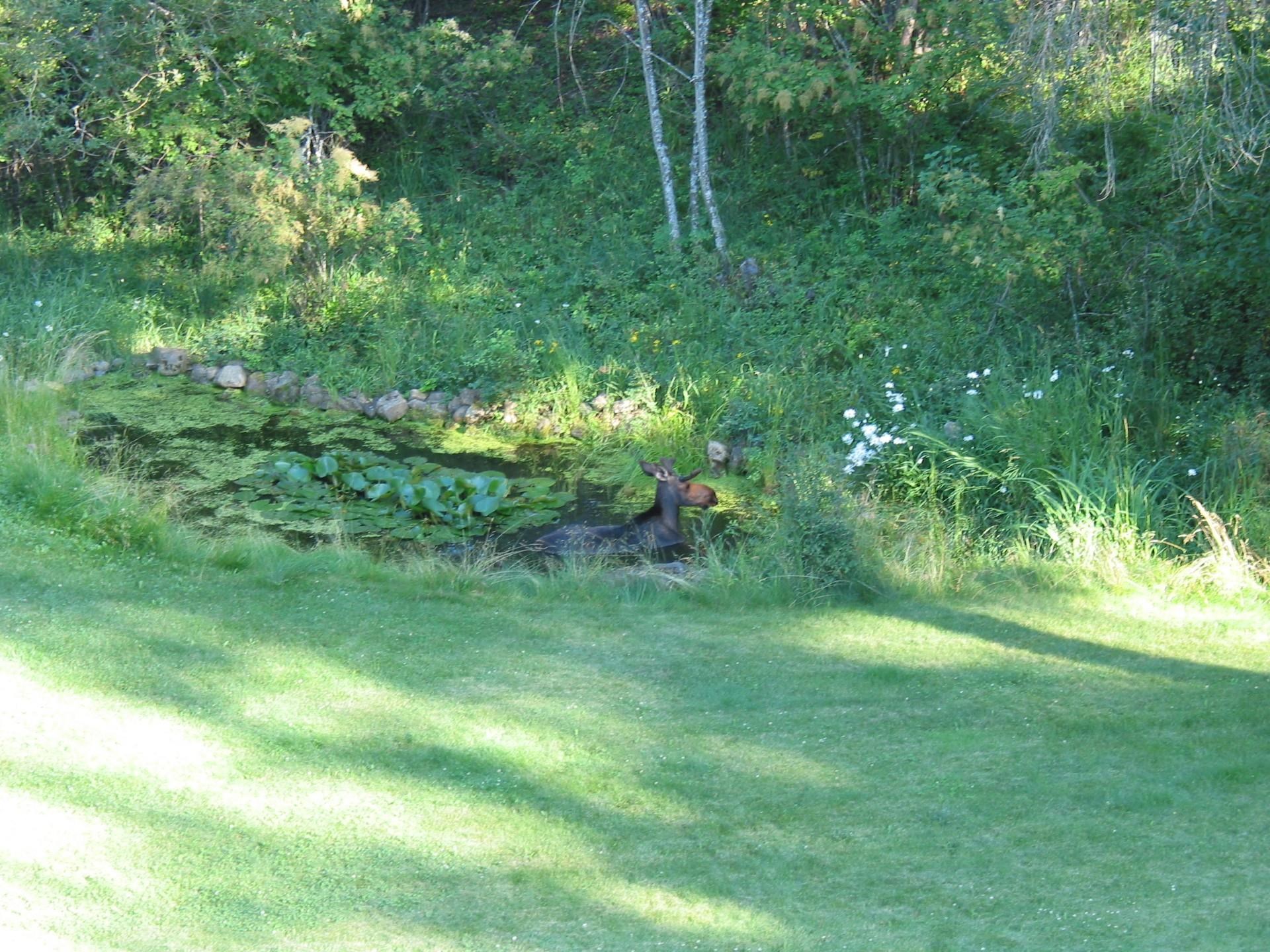 Deer Park, Washington, 99006, United States, 4 Bedrooms Bedrooms, ,3 BathroomsBathrooms,Residential,For Sale,1992007